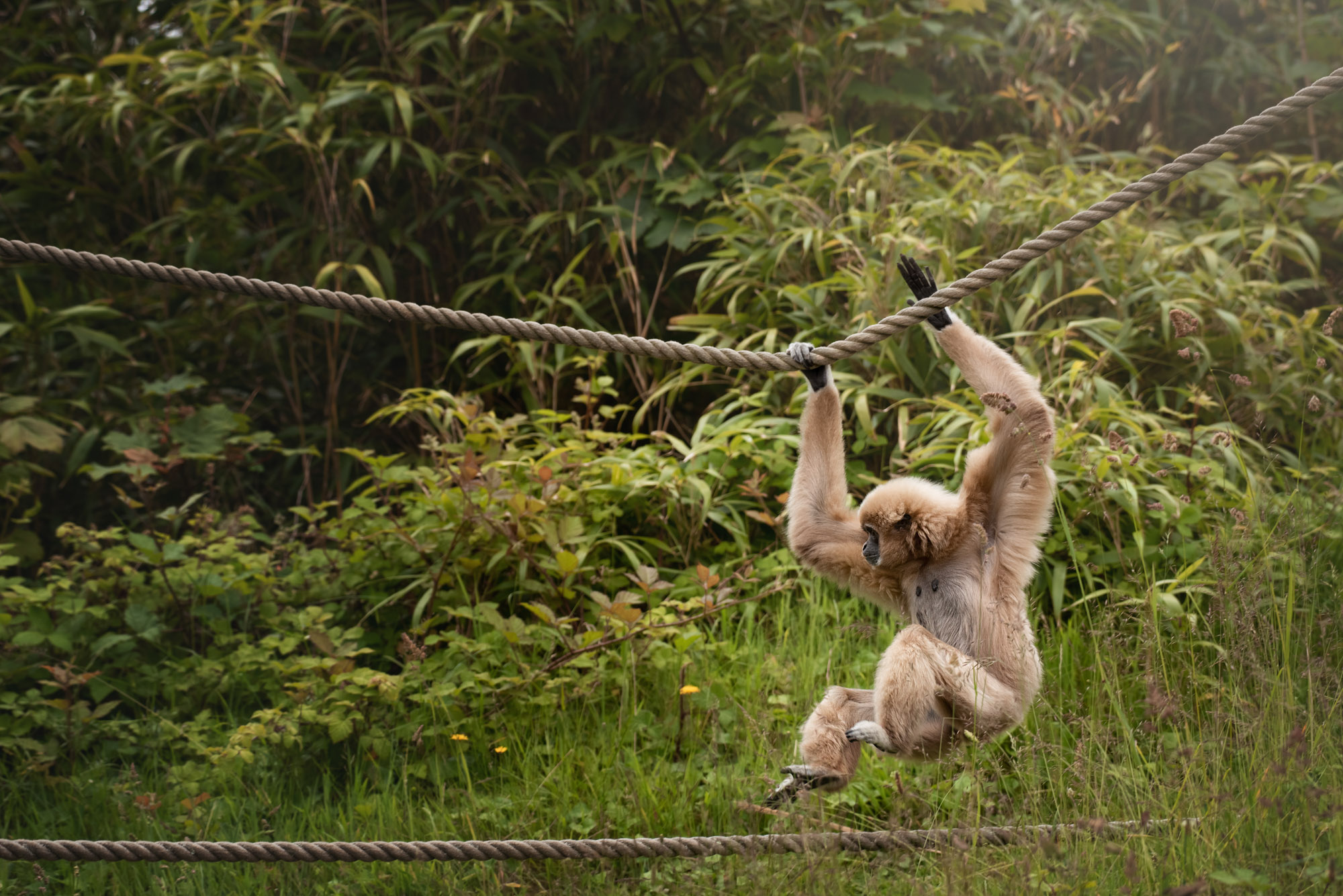 White-handed gibbon swings across a rope at Jersey Zoo