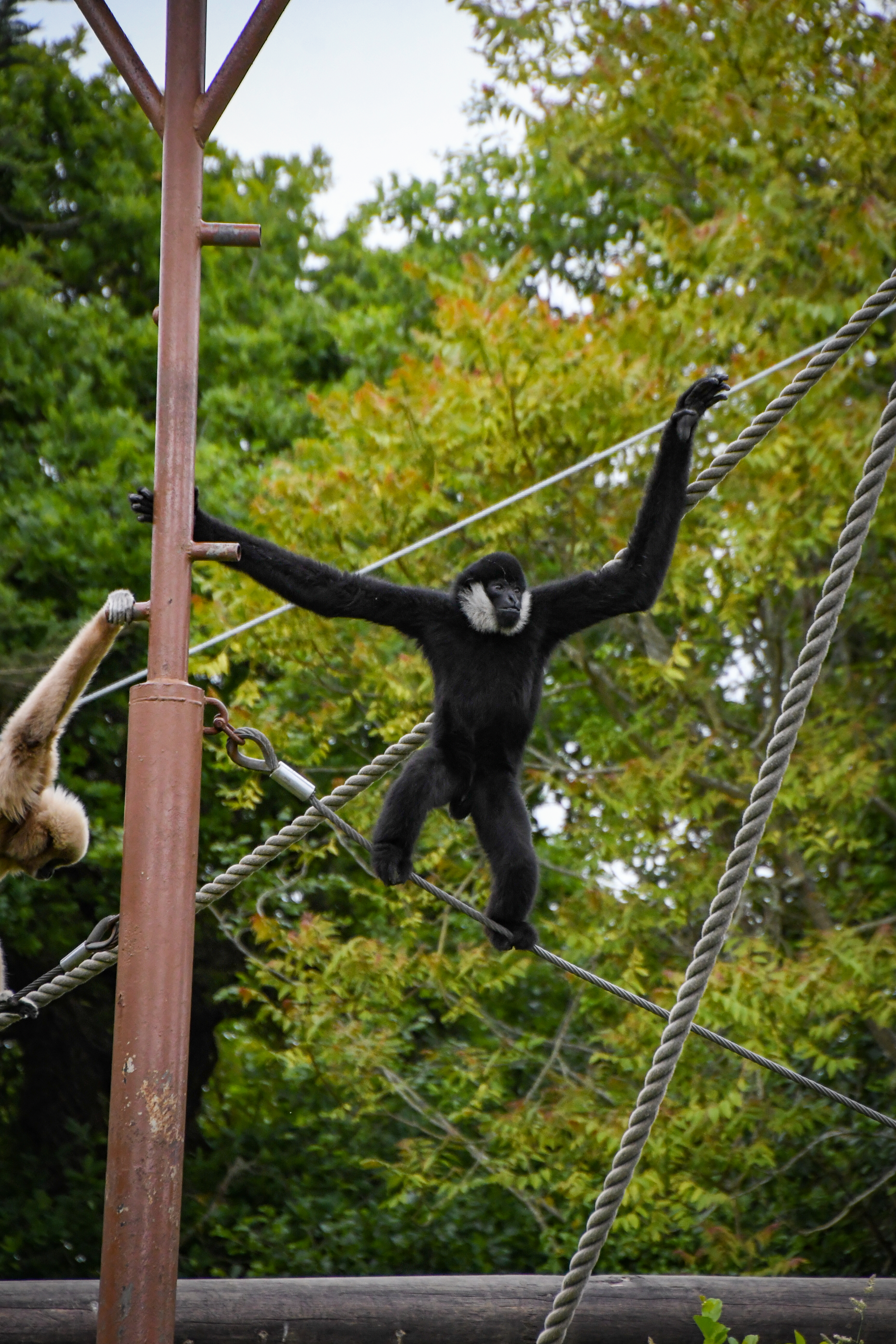 20220525 Genta Northern White Cheeked Gibbon Emma Caton 002