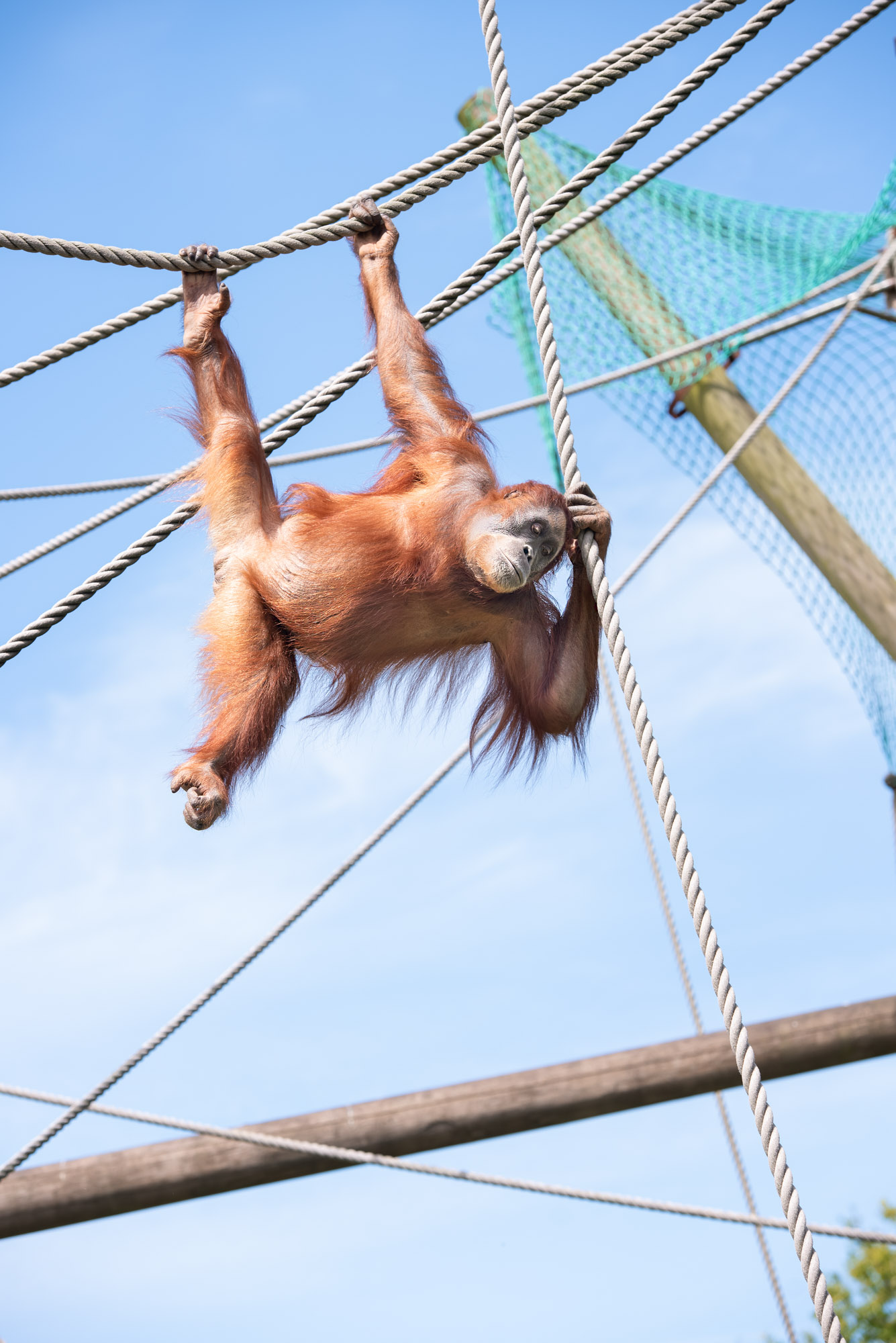 Sumatran Orangutan 2021 03