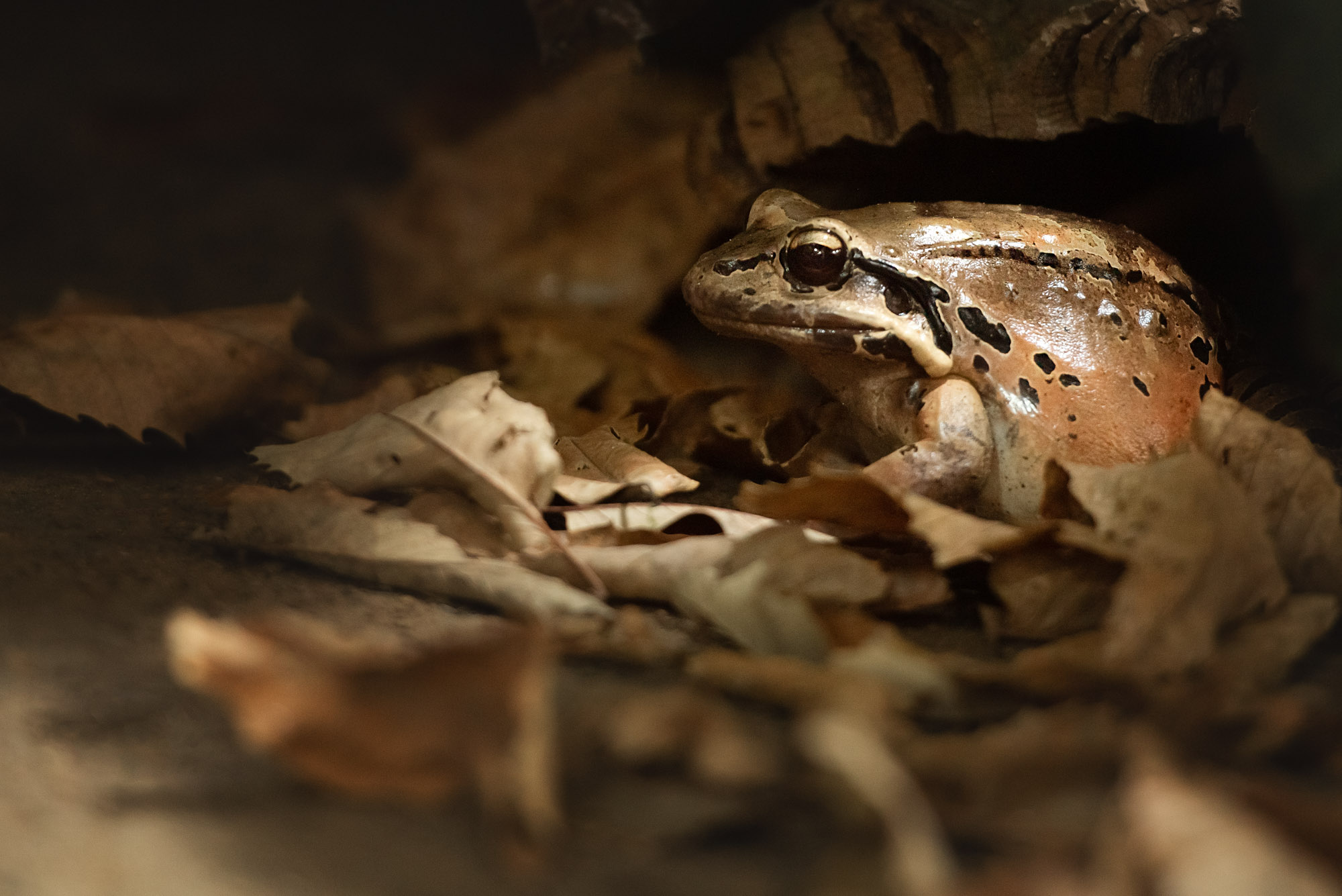 Mountain Chicken Frog 2021 05