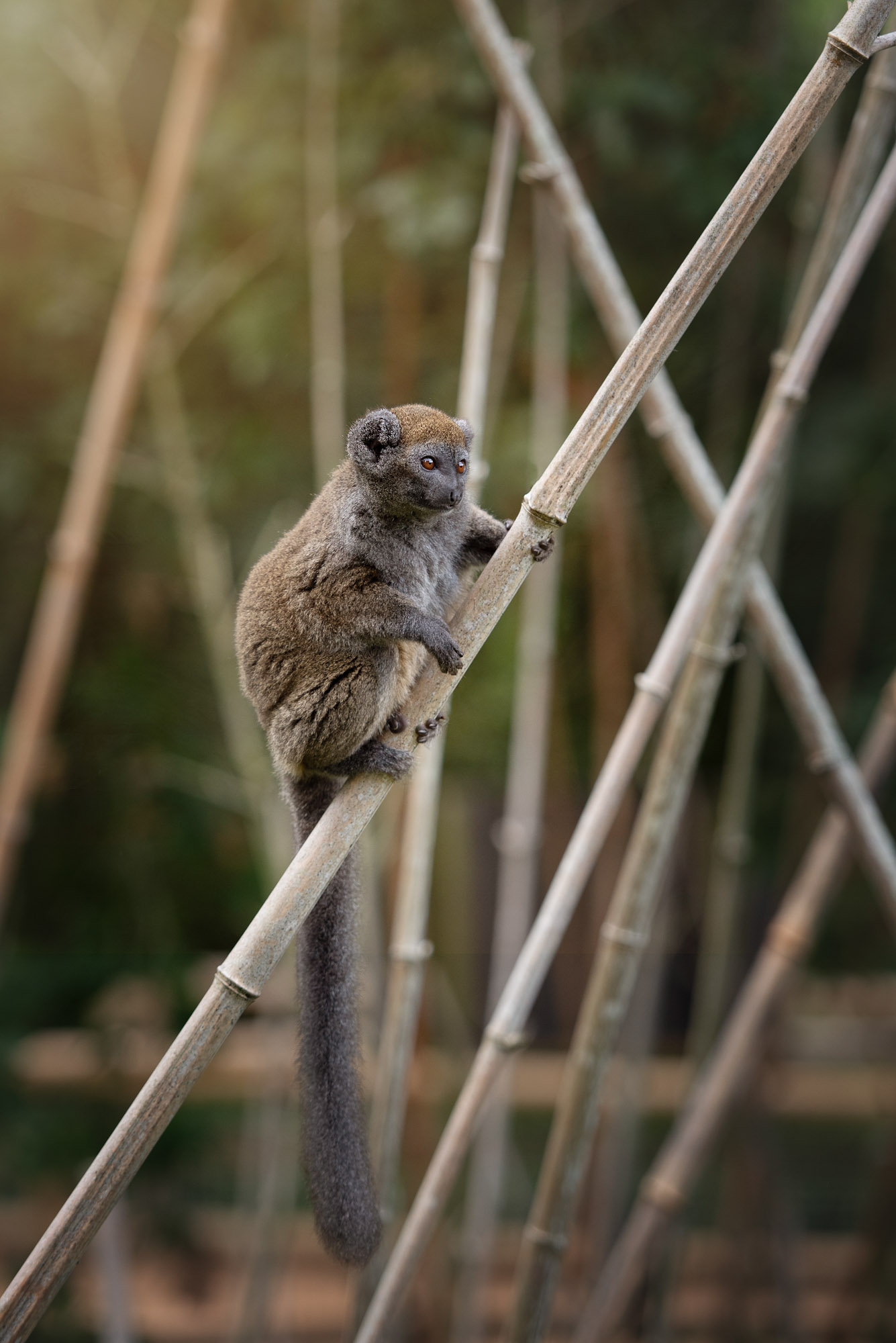 Magic Of Madagascar Appeal 2021 04