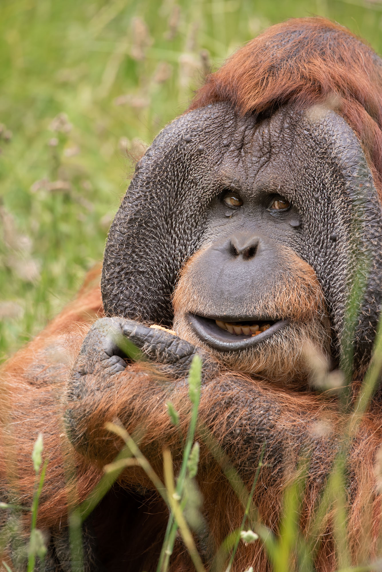 Sumatran Orangutan Dagu at Jersey Zoo