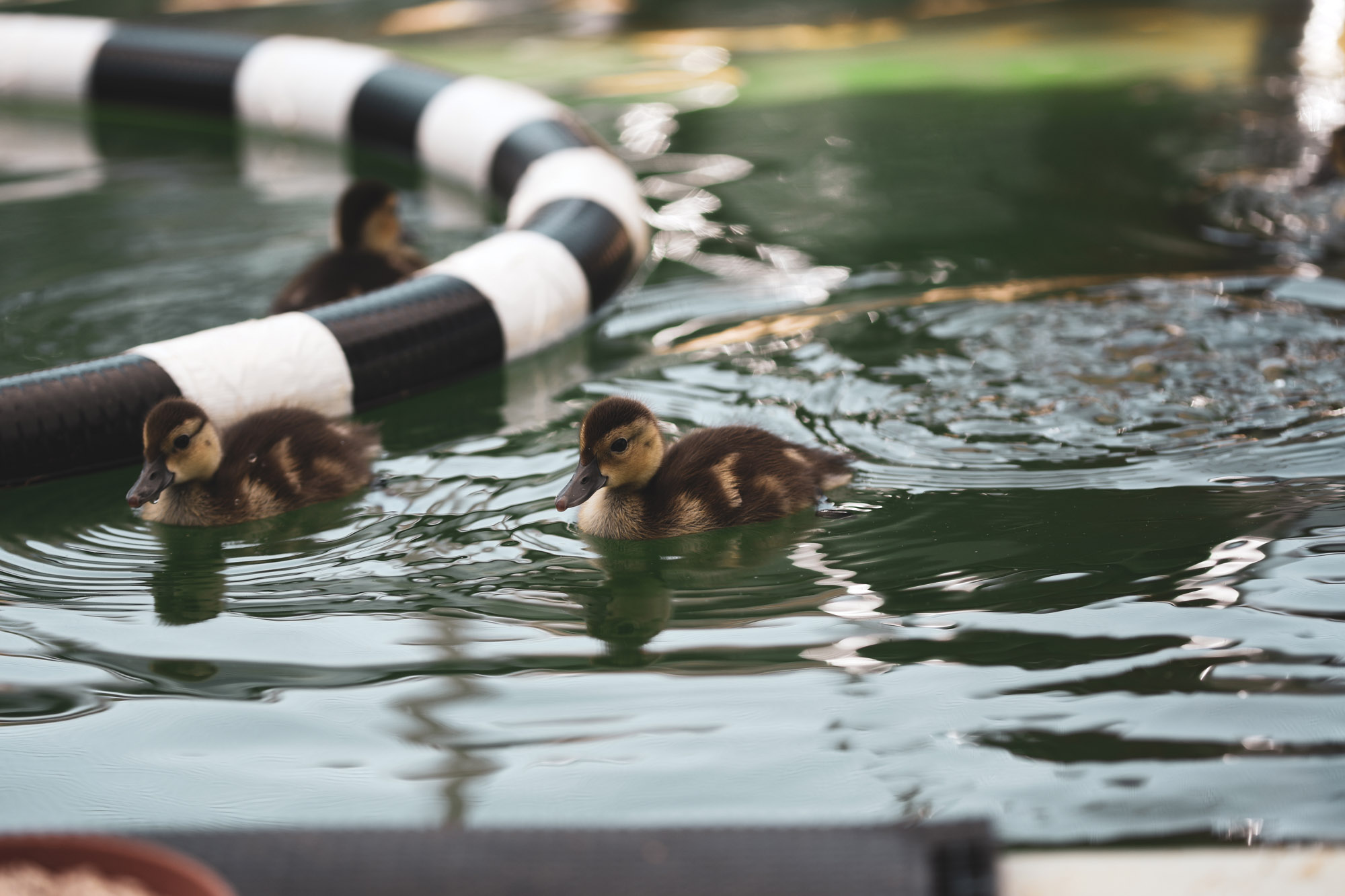 Pochard Wild Life 2020 Vol1 2018 07