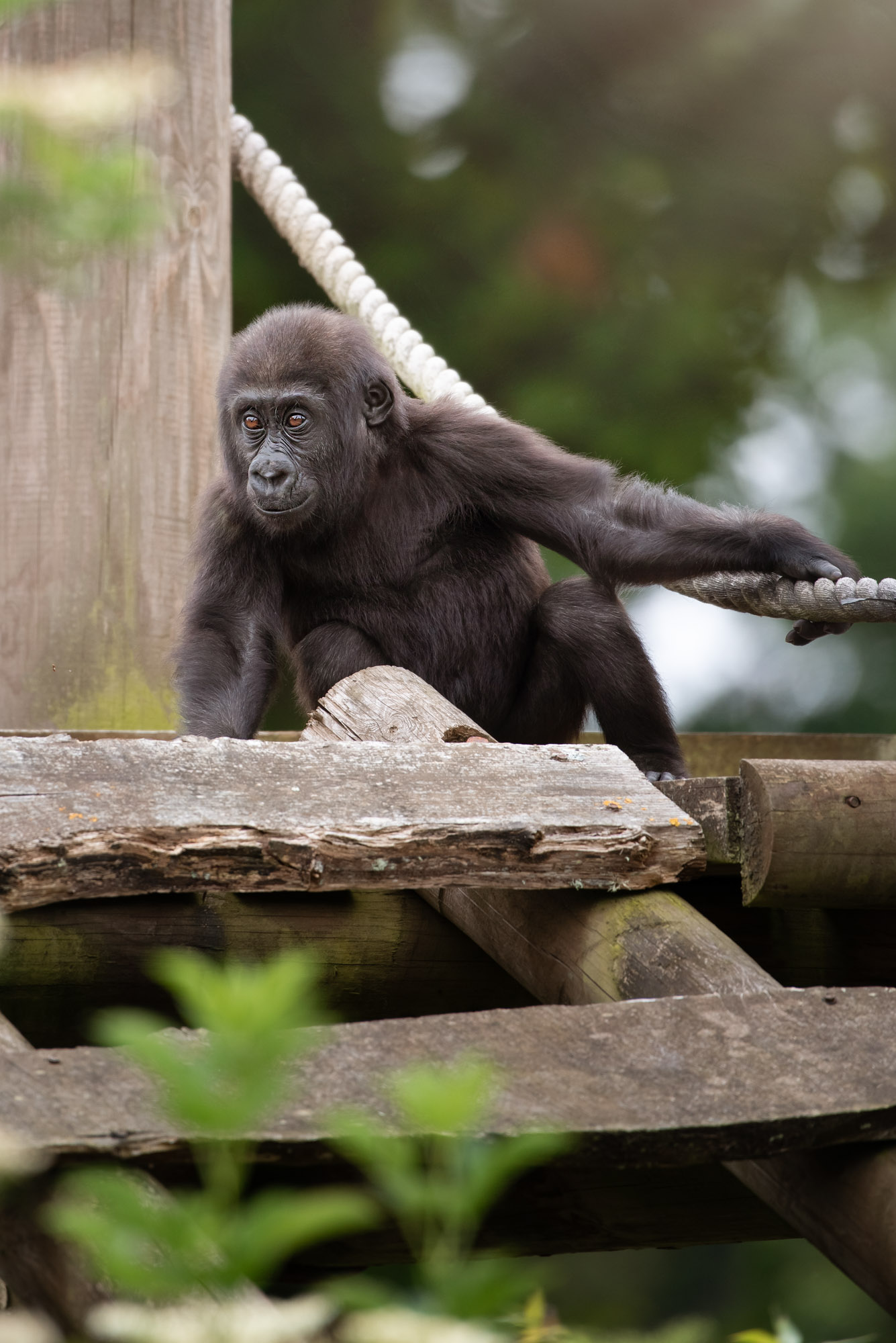 Western Gorilla 2021 04