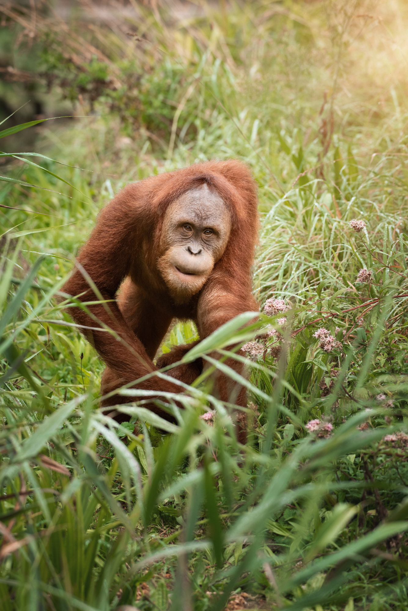 Sumatran Orangutan 2020 13