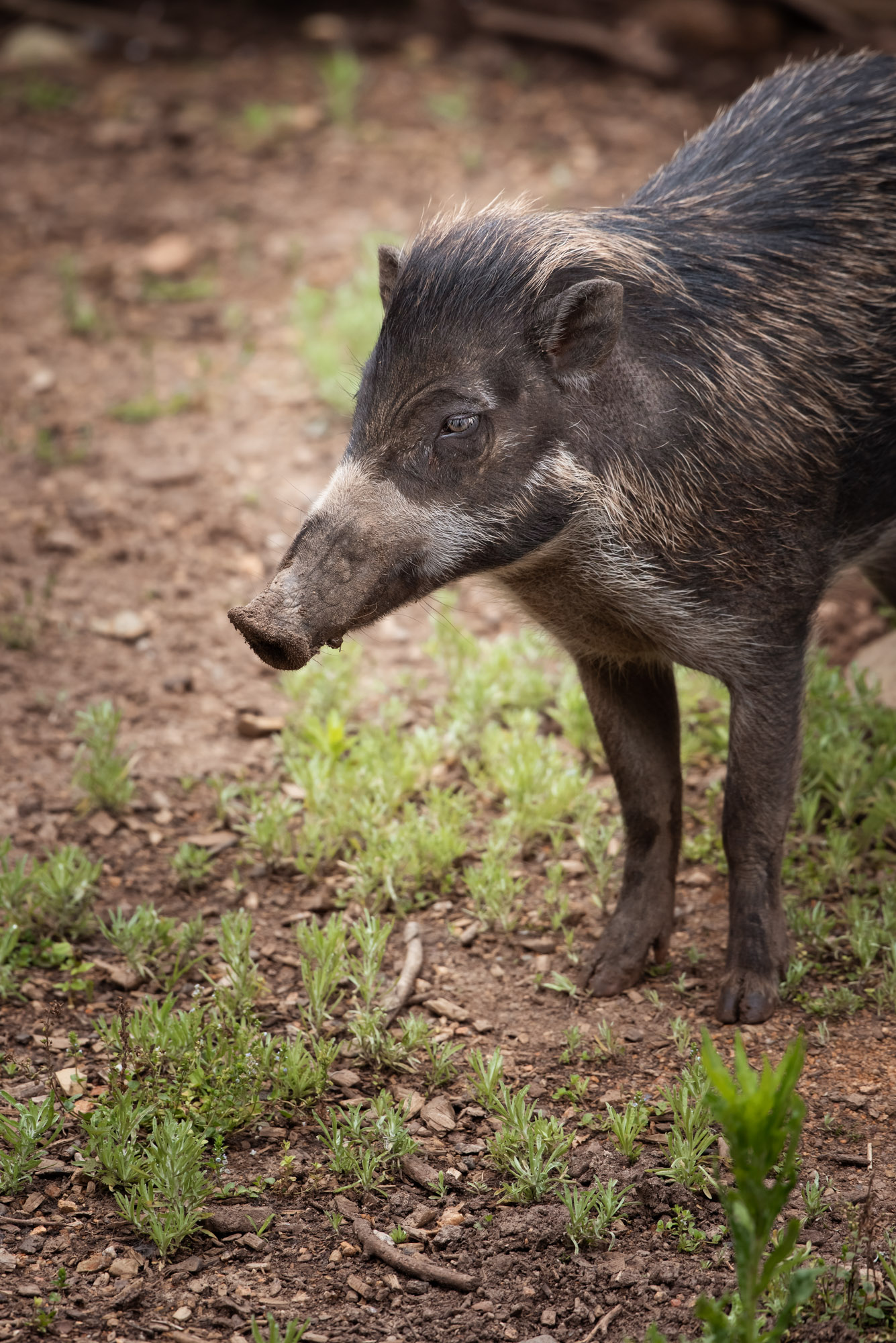 Visayan Warty Pig 2021 03