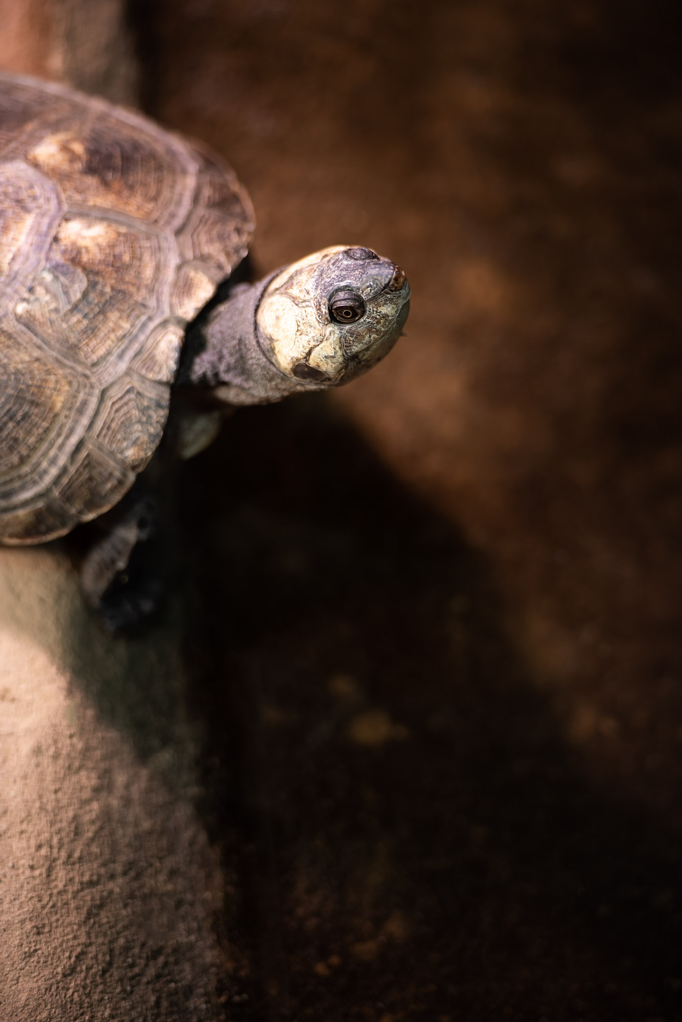 Madagascar Giant Side Necked Turtle at Jersey Zoo