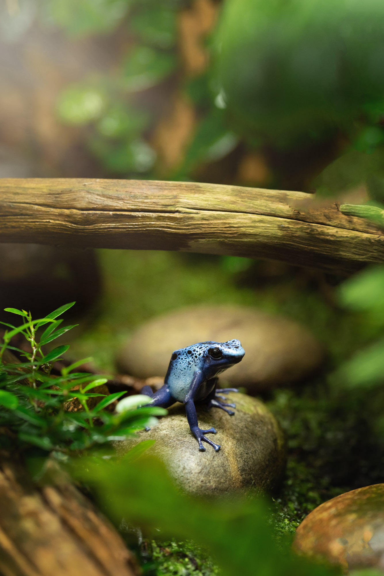 Blue Poison Frog 2021 05