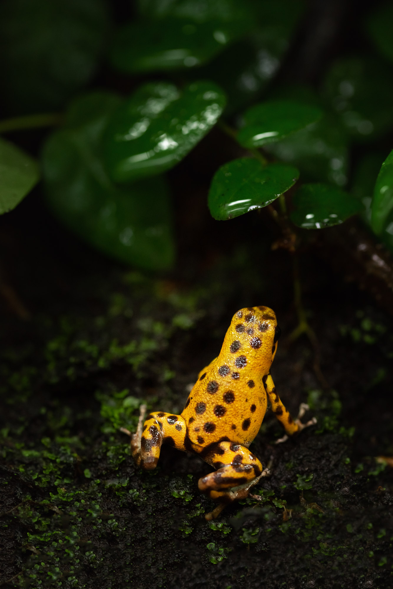 Strawberry Poison Frog 2021 05