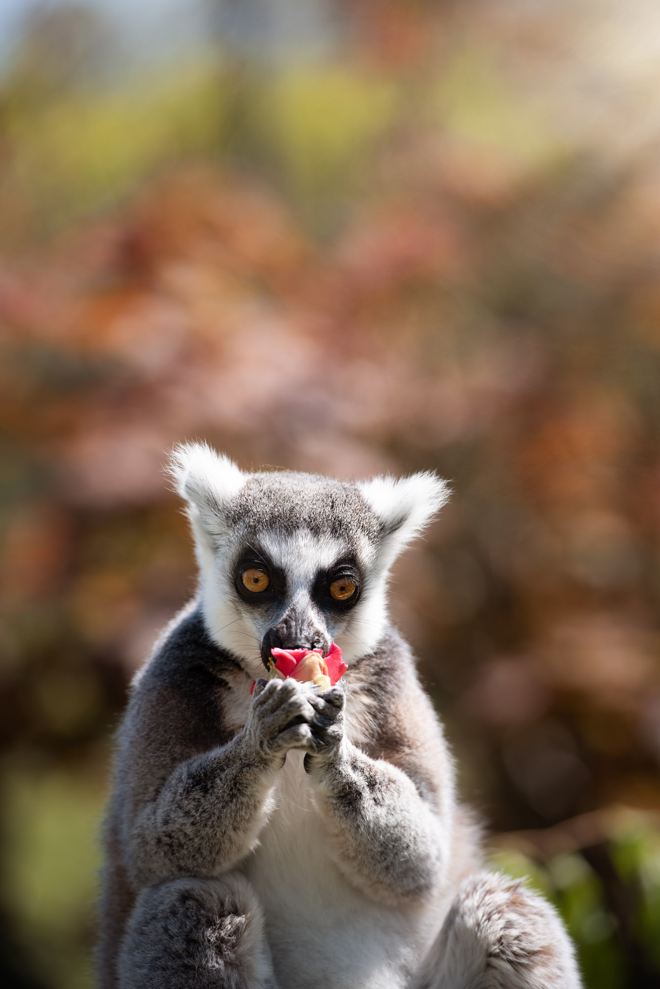 Ring Tailed Lemur 2021 10