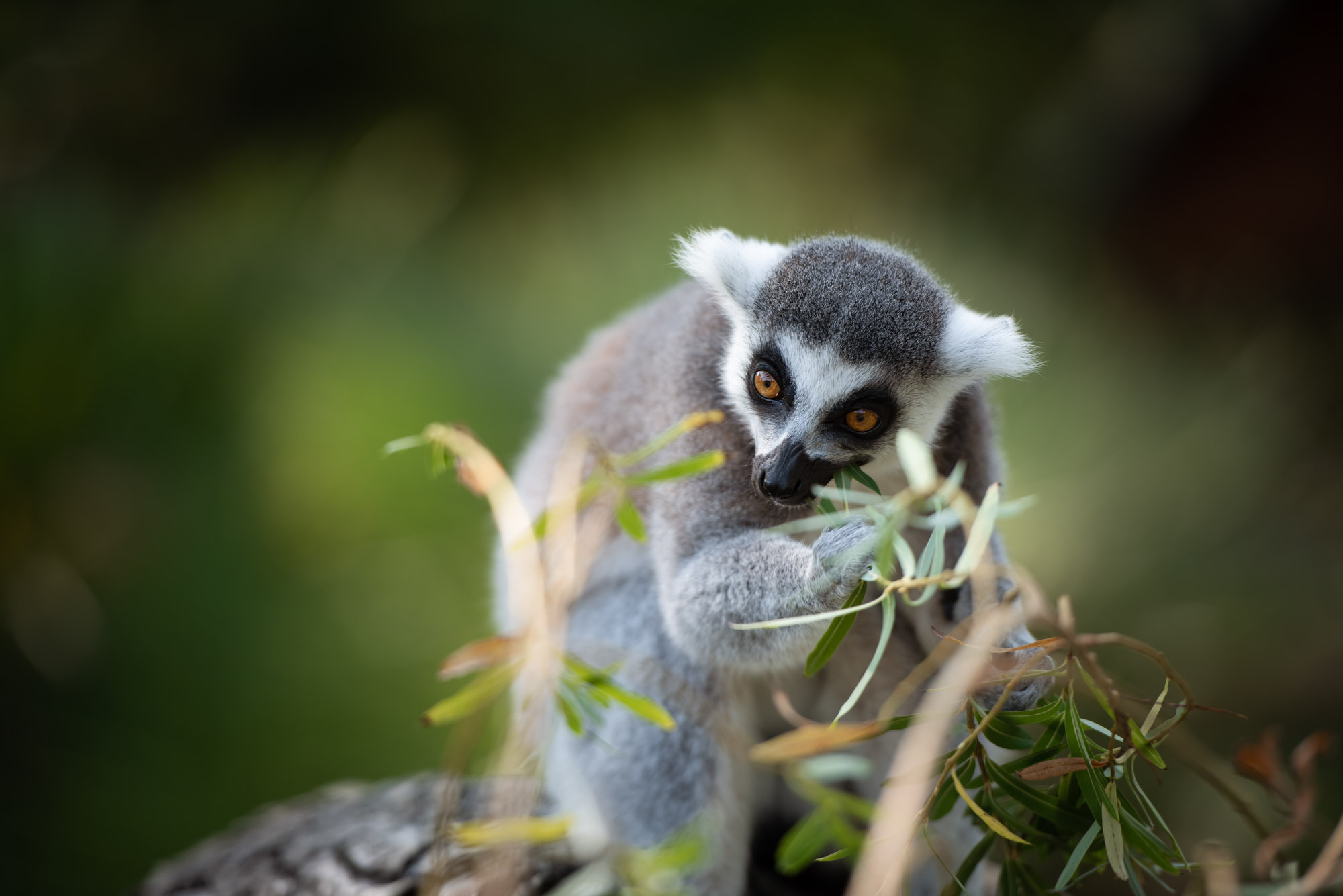 Ring Tailed Lemur 2020 03