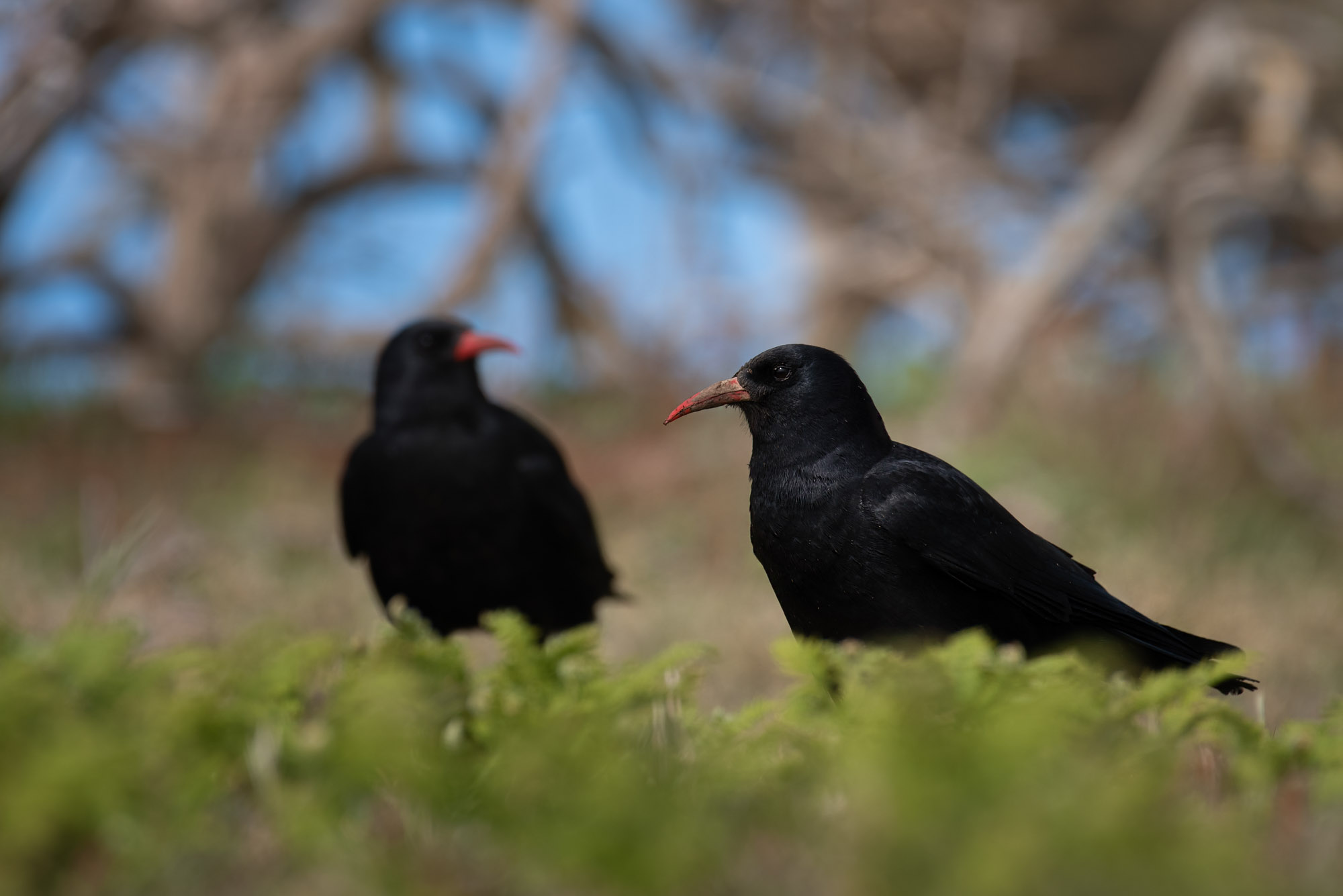 Choughs At Sorel 2021 09