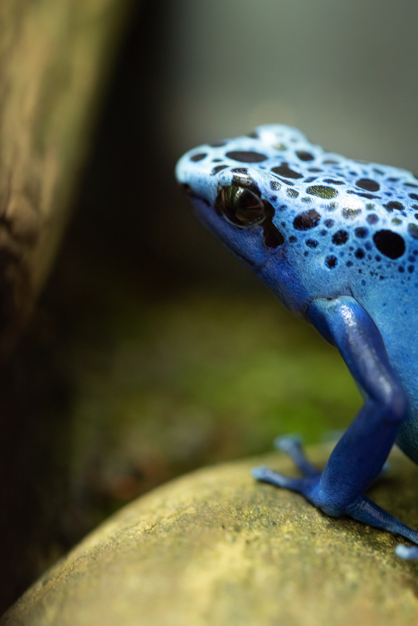 Blue Poison Dart Frog at Jersey Zoo