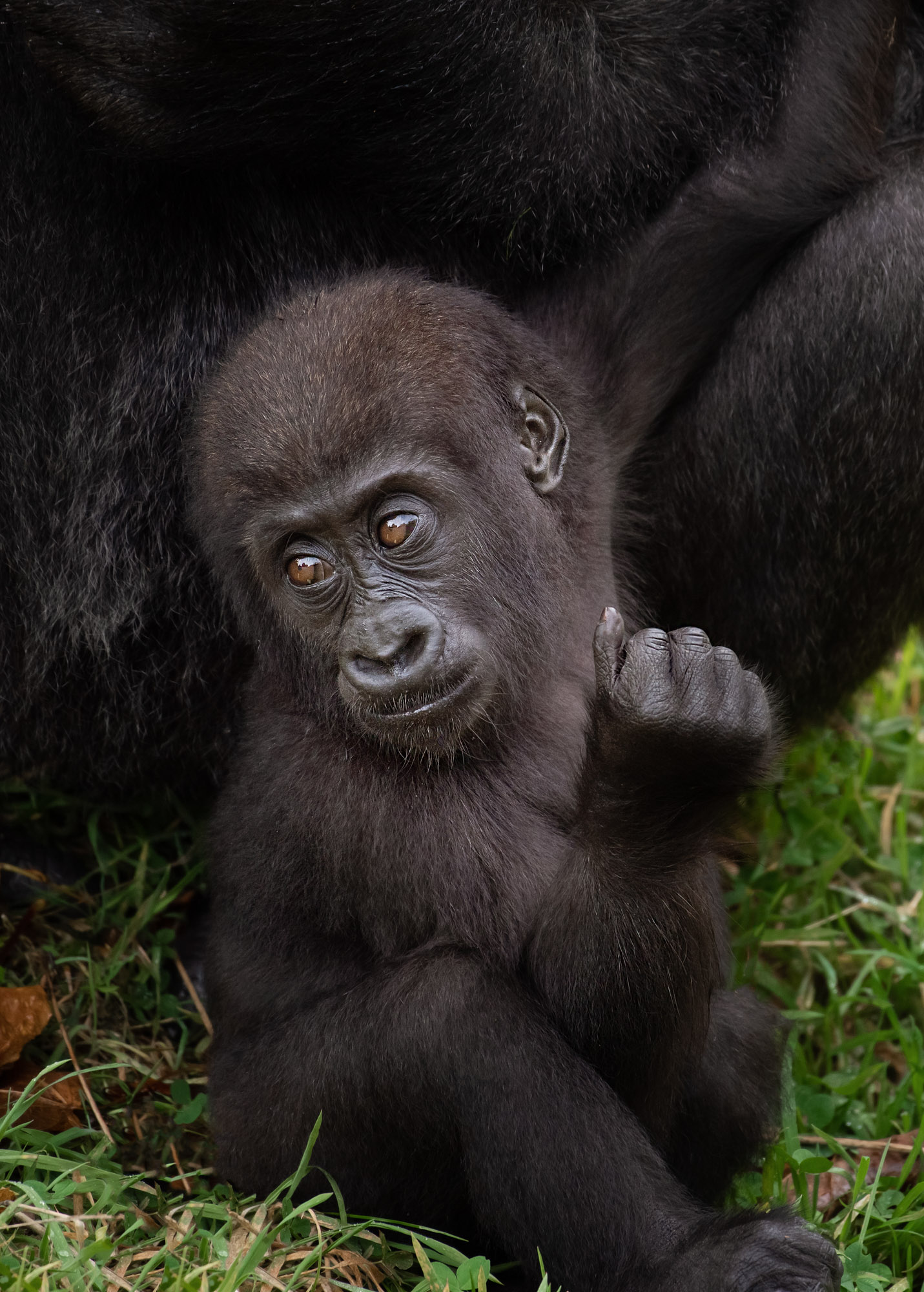 Western Gorilla 2020 19