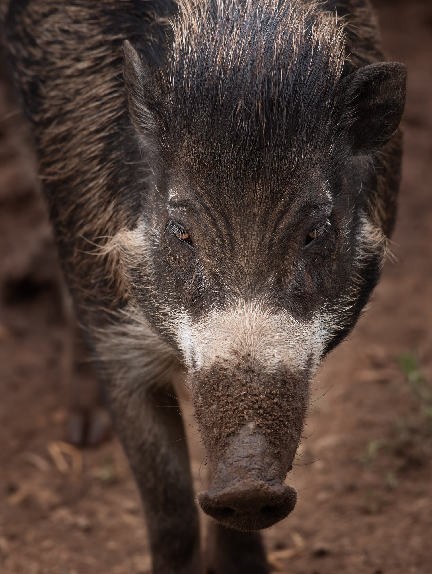 Visayan Warty Pig 2021 08