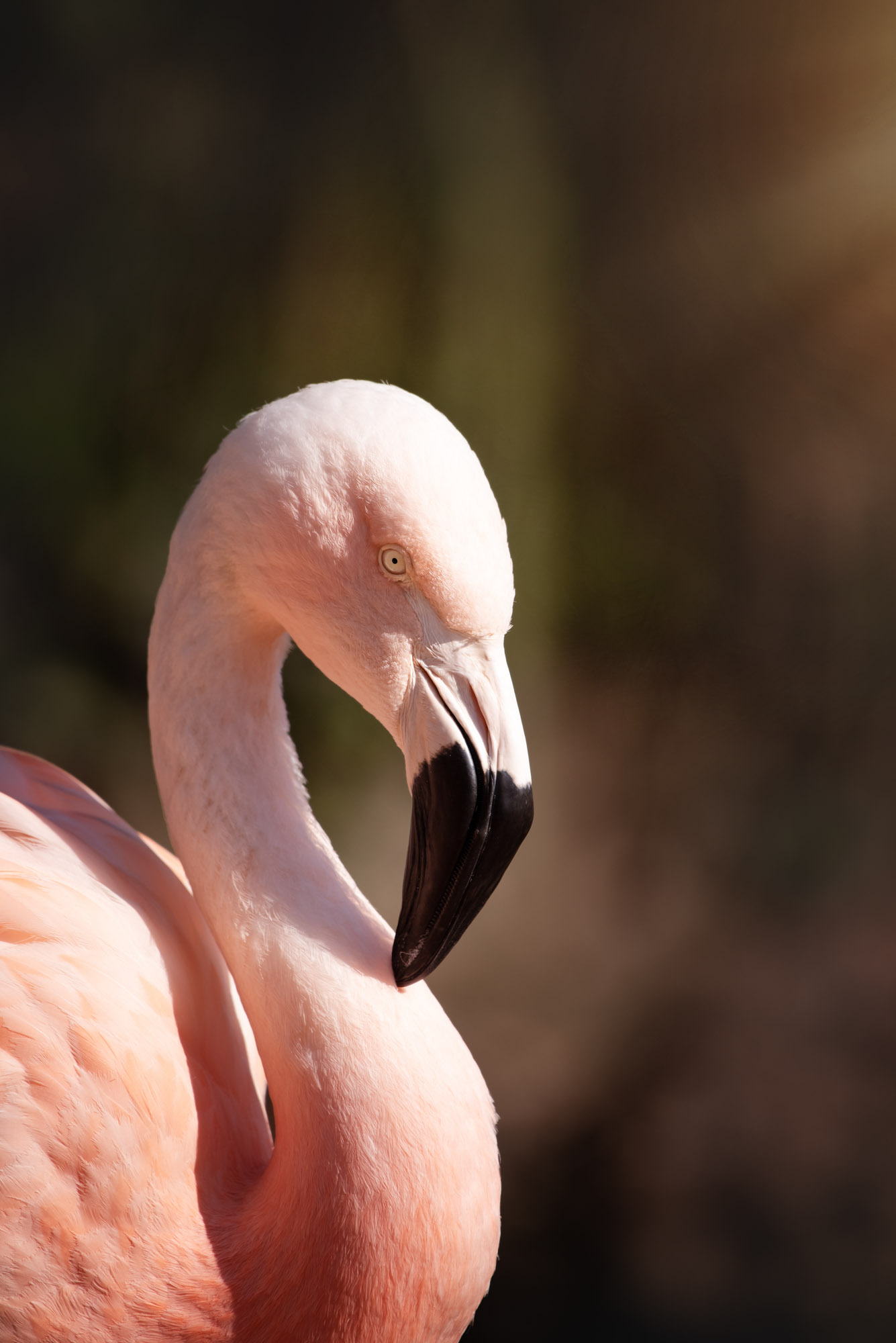 Chilean Flamingo at Jersey Zoo