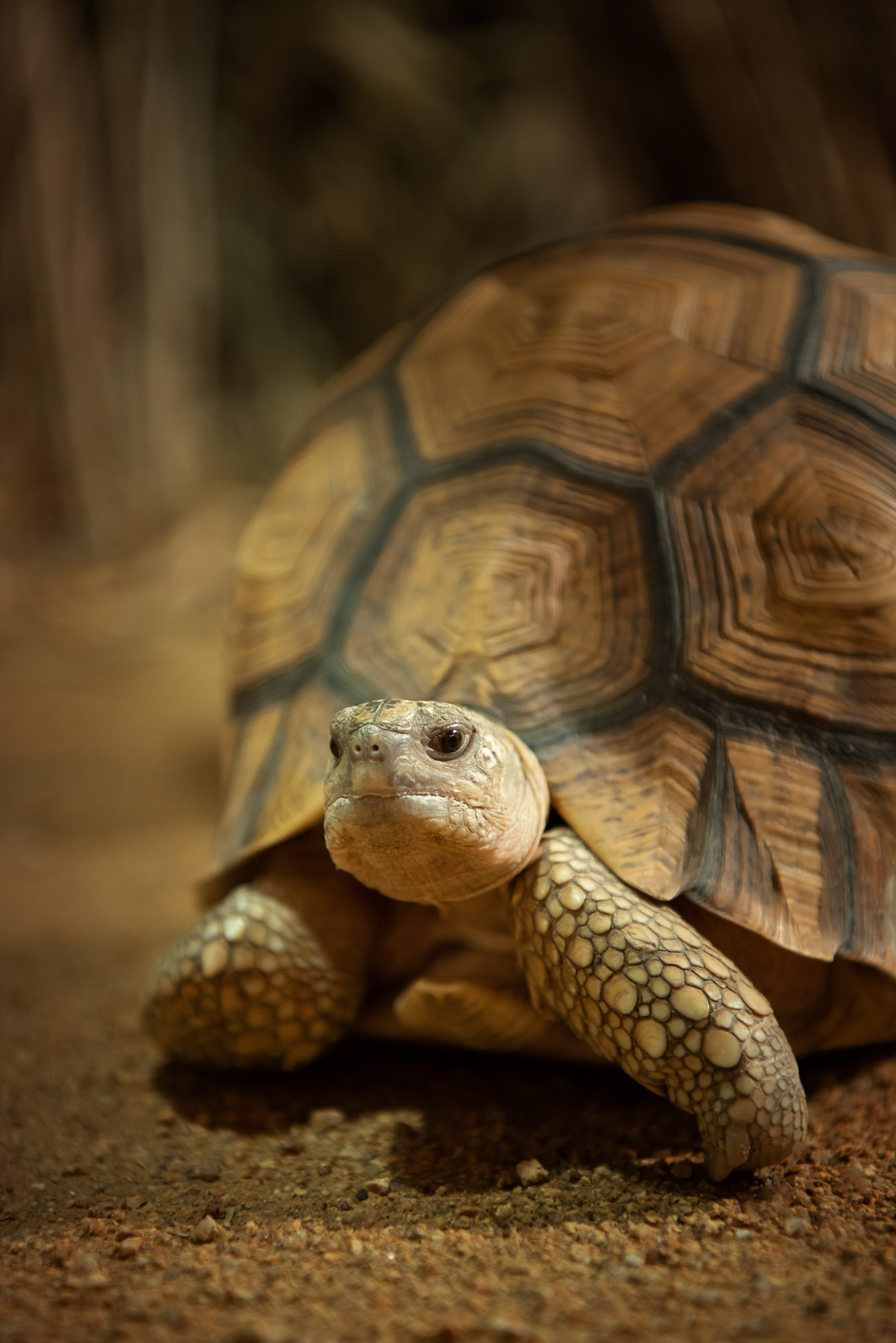 A Ploughshare Tortoise at Jersey Zoo