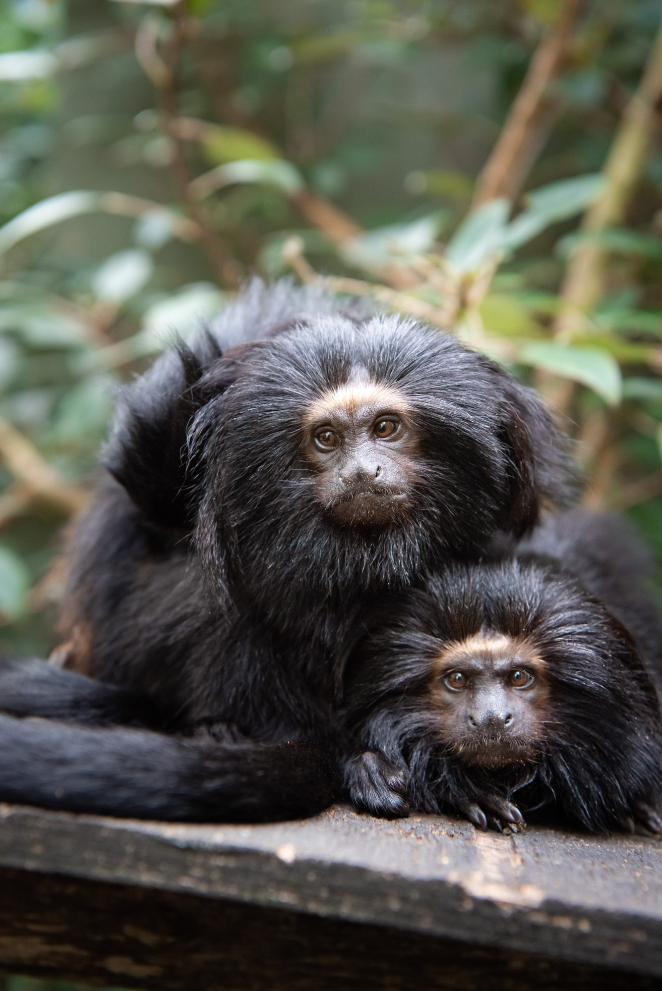 Black Lion Tamarin 2020 03