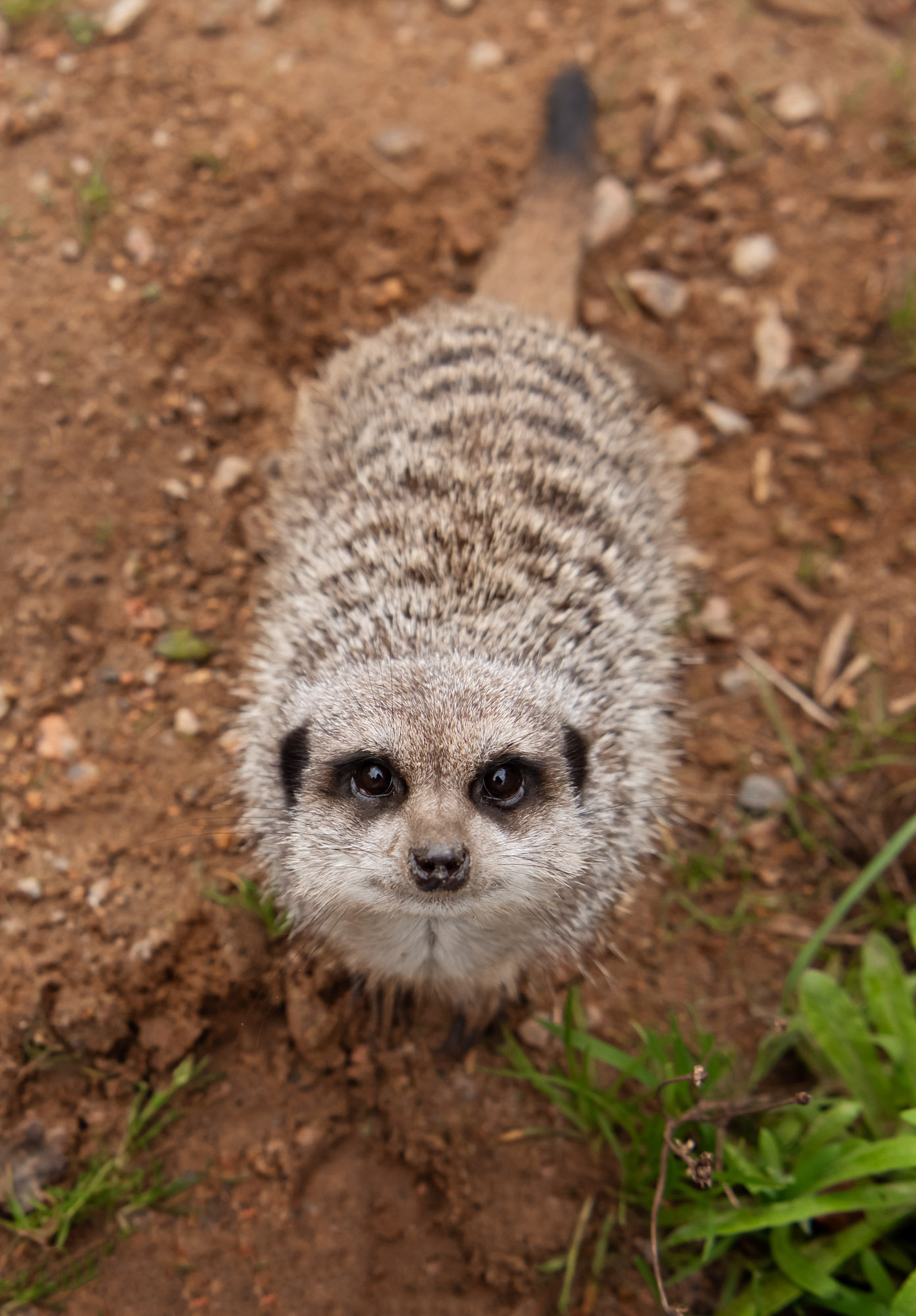 Slender Tailed Meerkat at Jersey Zoo