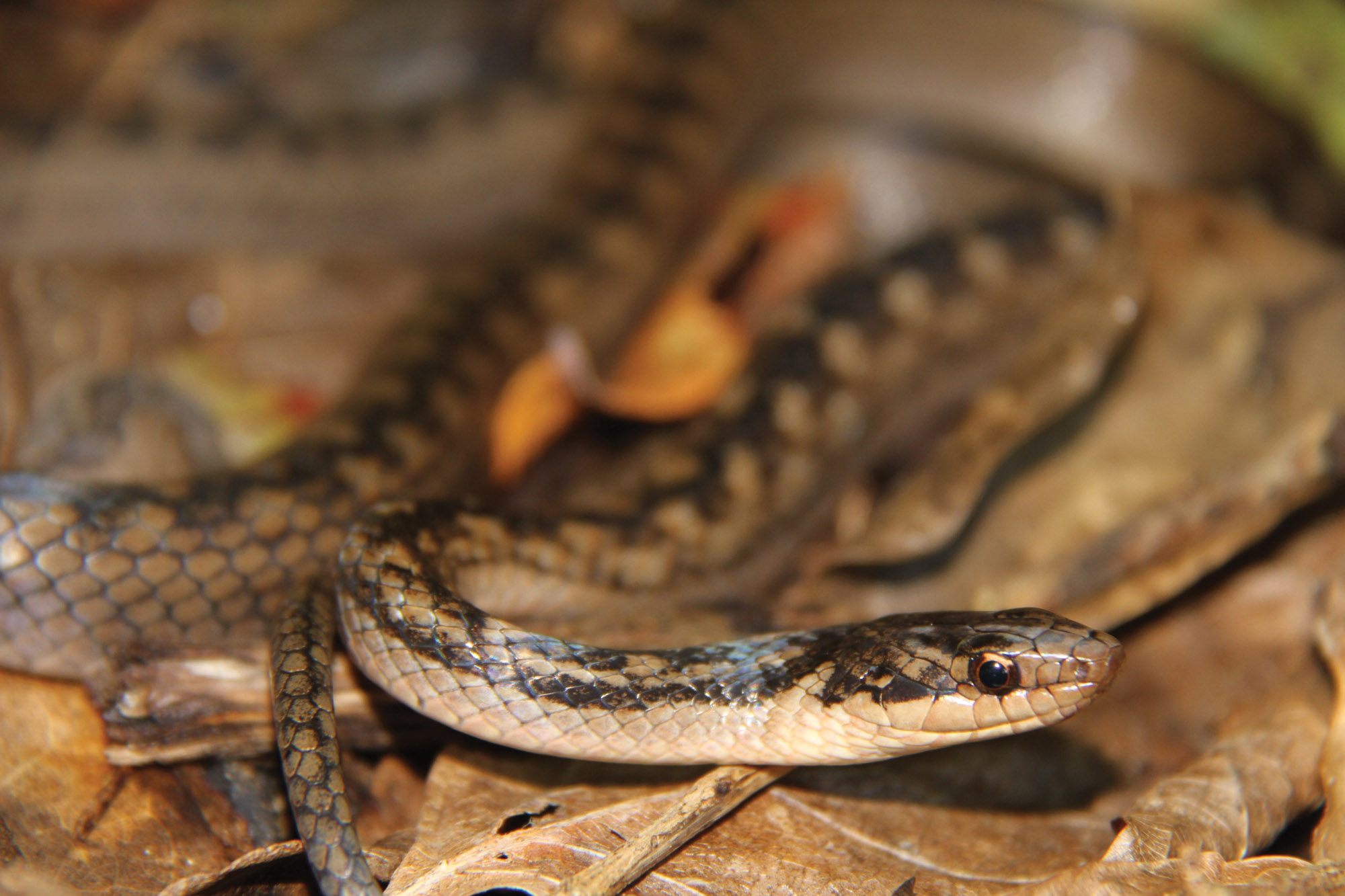 SL Racer 10 (C) Toby Ross