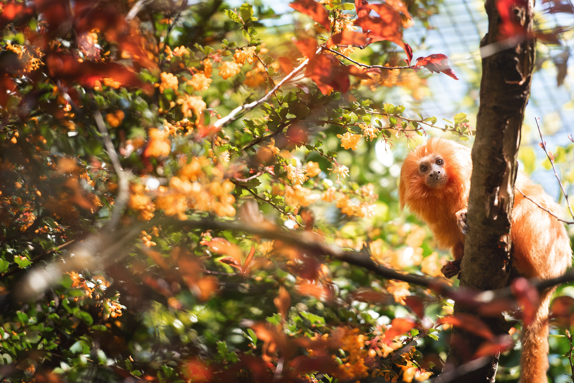 Golden Lion Tamarin 2021 08