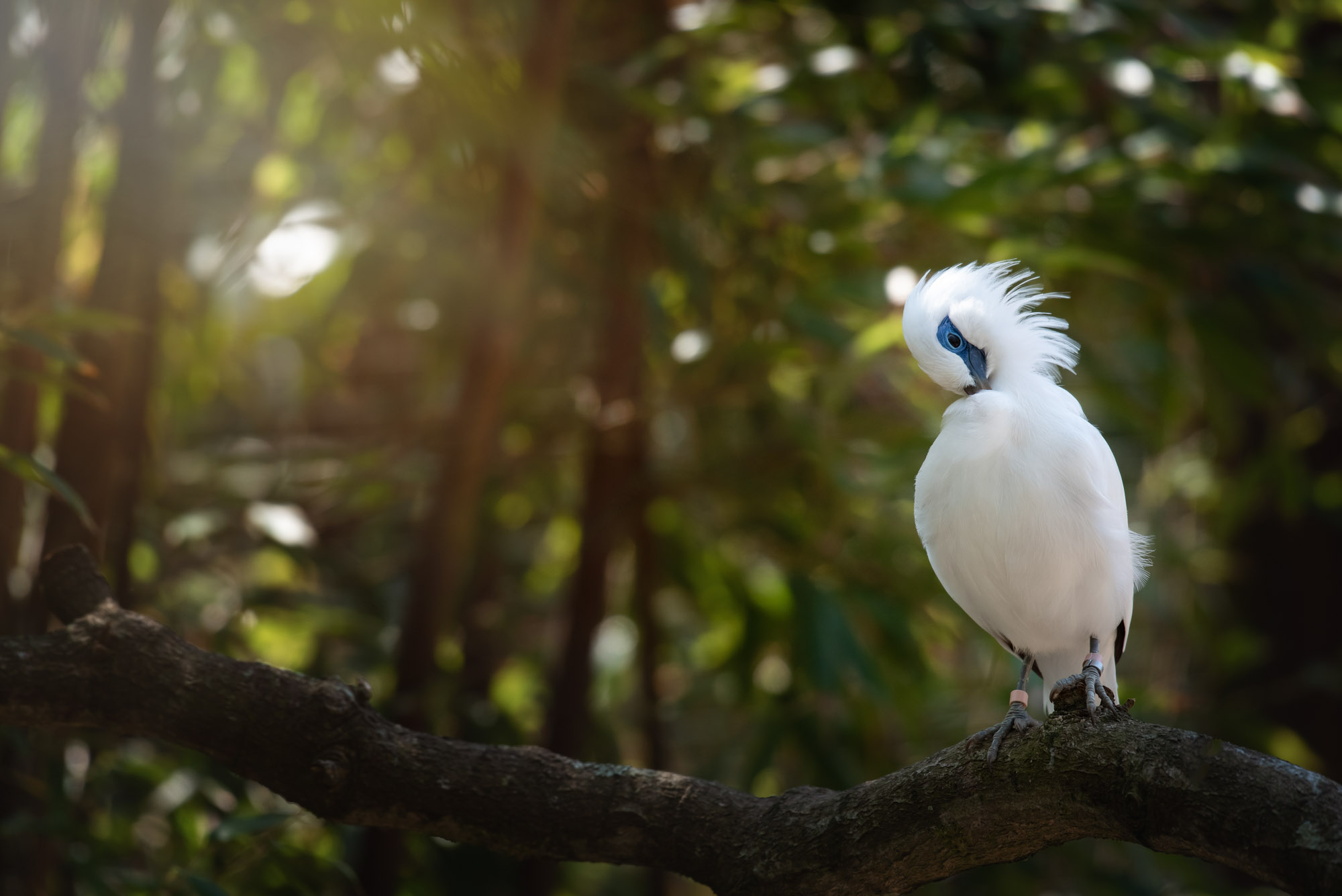 Bali Starling 2021 04