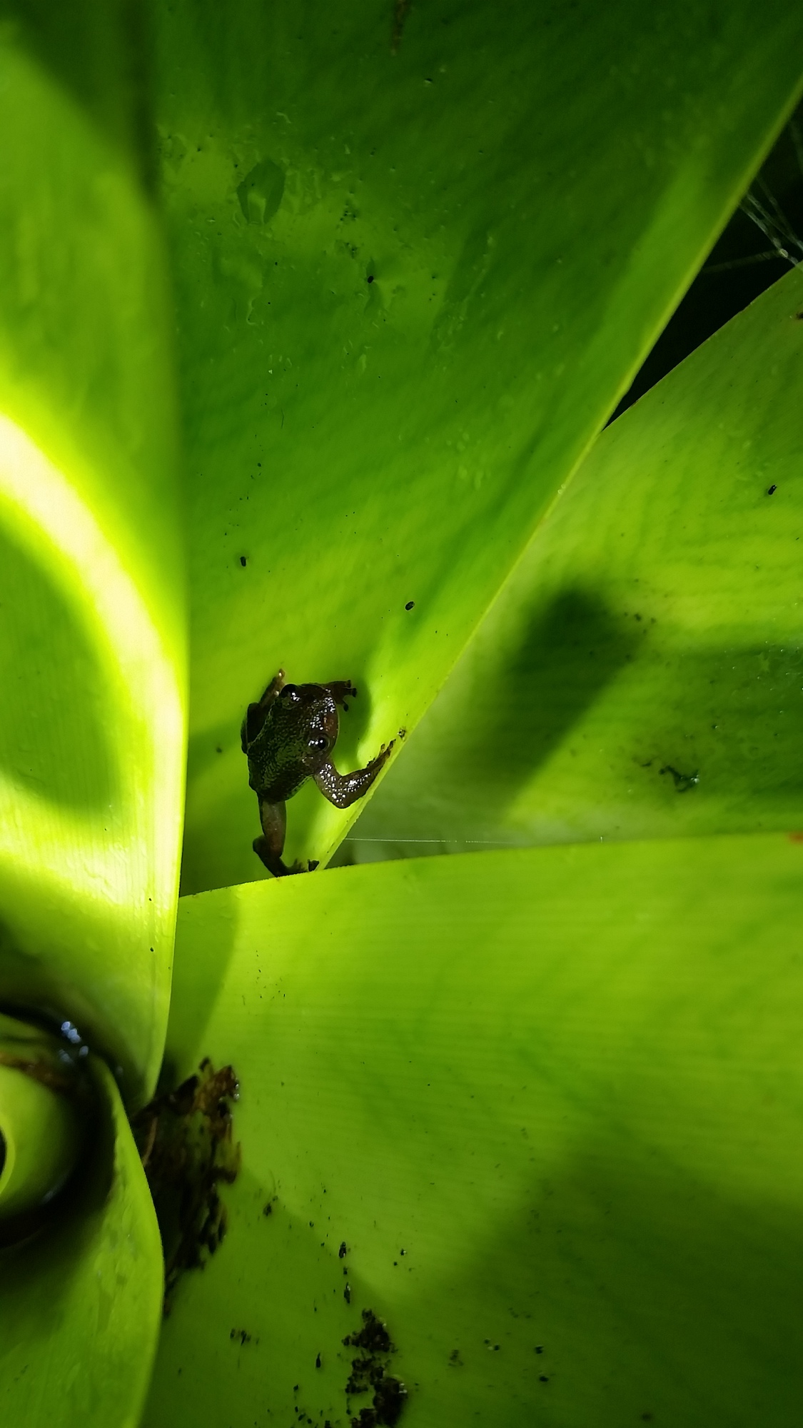 Adult Of Serranegra Frog In Bromeliad Izabela Barata
