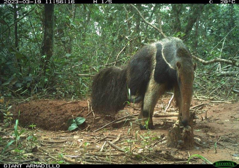 A Sample Of Camera Trap Images Fromt The Cerrado Field Work (5)
