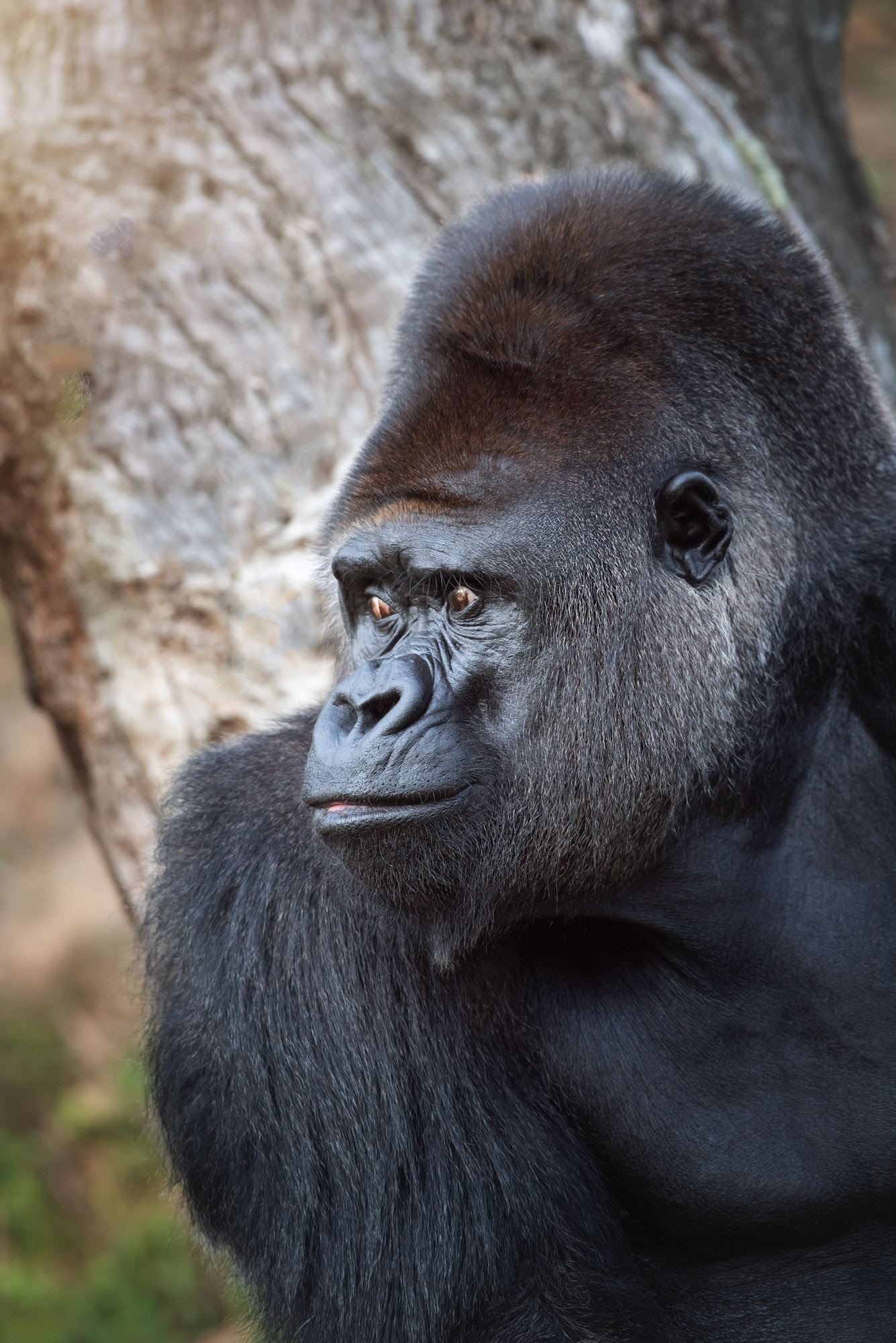 Western Gorilla 2020 02