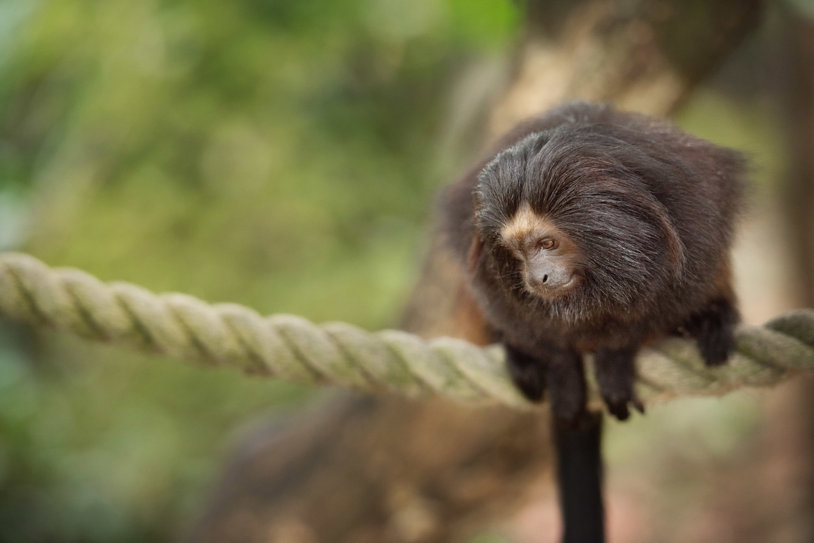 Black Lion Tamarin 2020 25