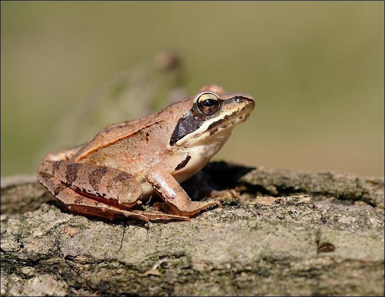 AGILE FROG PATTERN REF