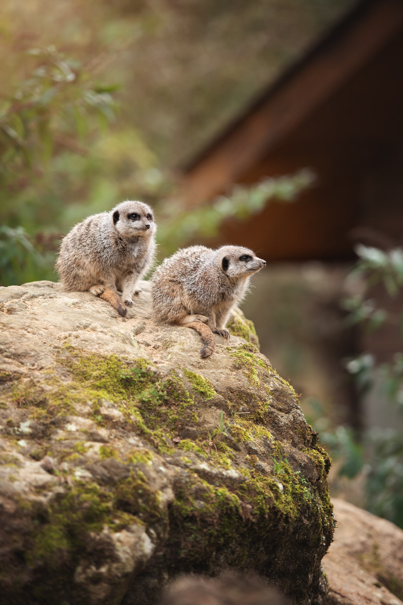 Two Slender Tailed Meerkats perch on a rock at Jersey Zoo