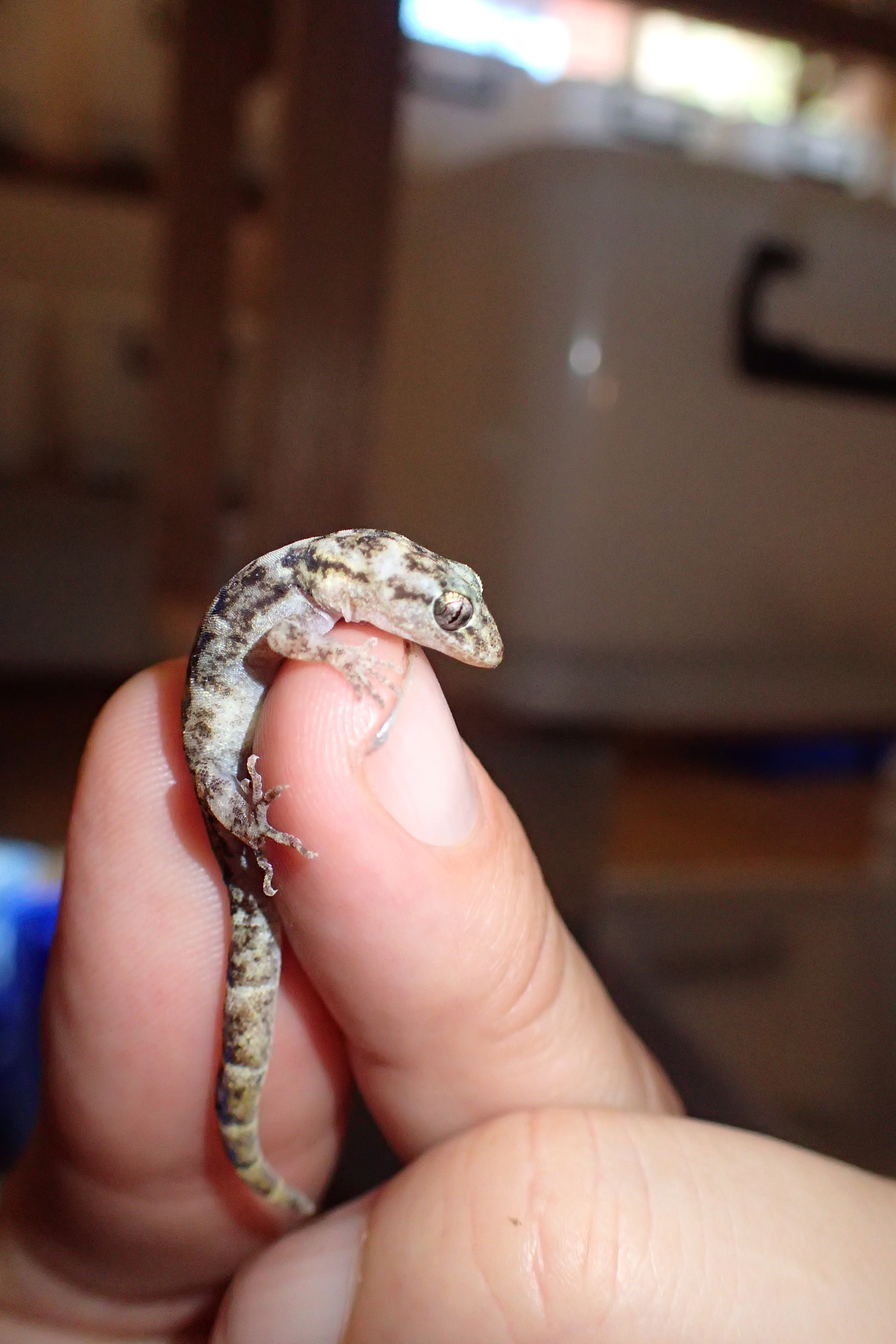 Lesser Night Gecko 2