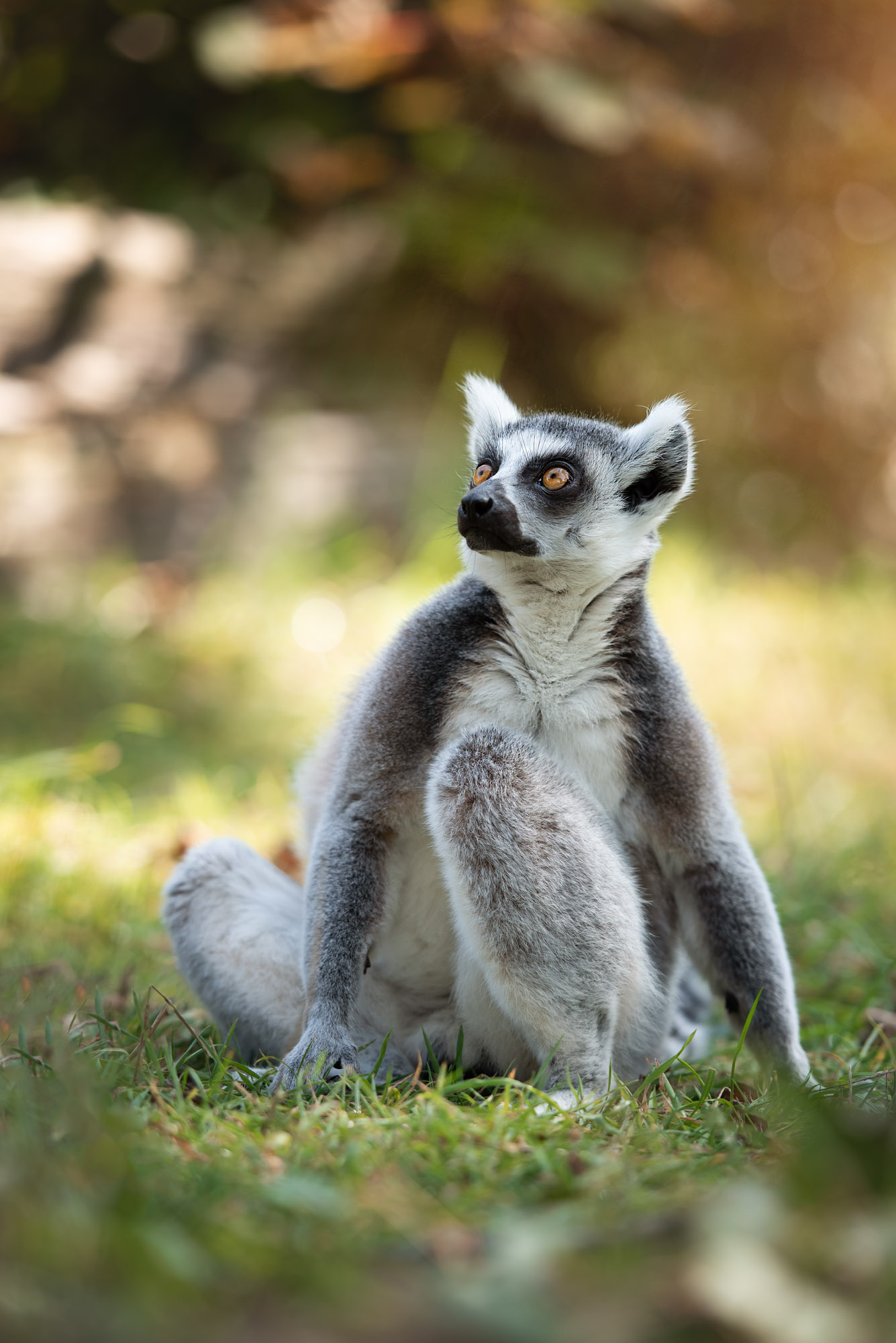 Ring Tailed Lemur relaxing at Jersey Zoo