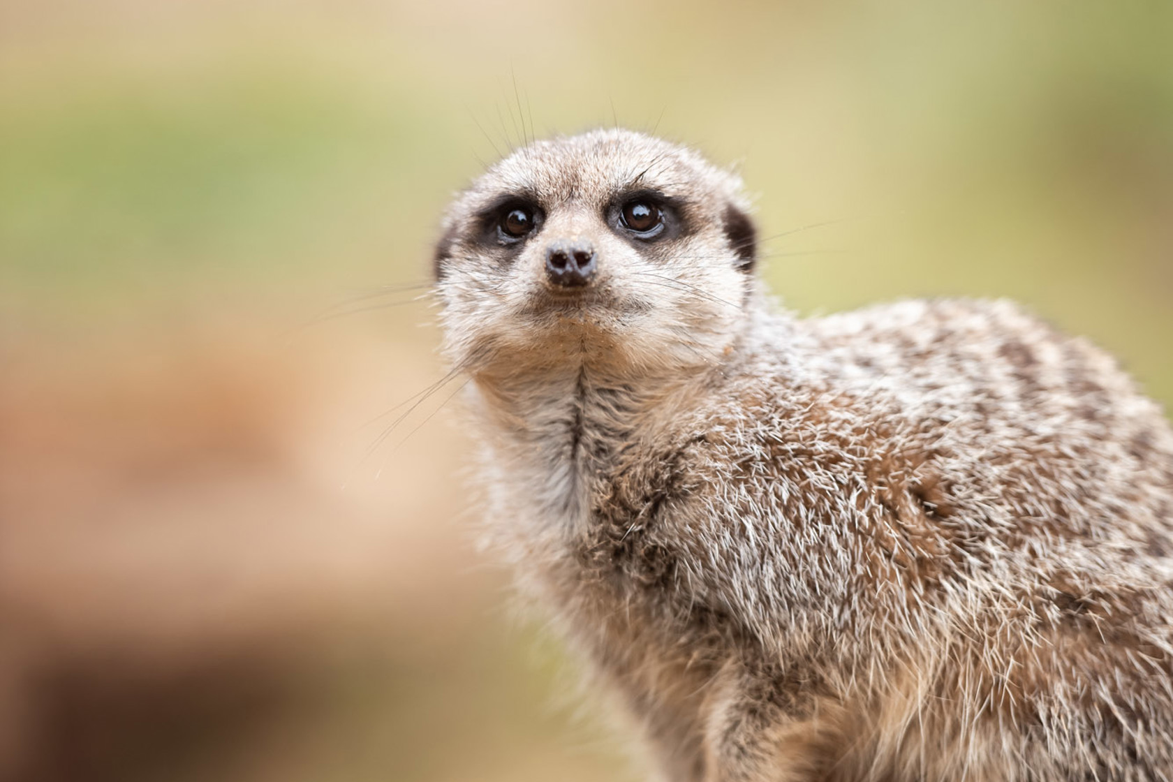 Slender Tailed Meerkat at Jersey Zoo