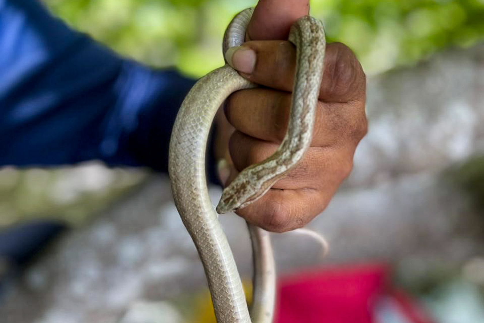 Juvenile ANU Racer