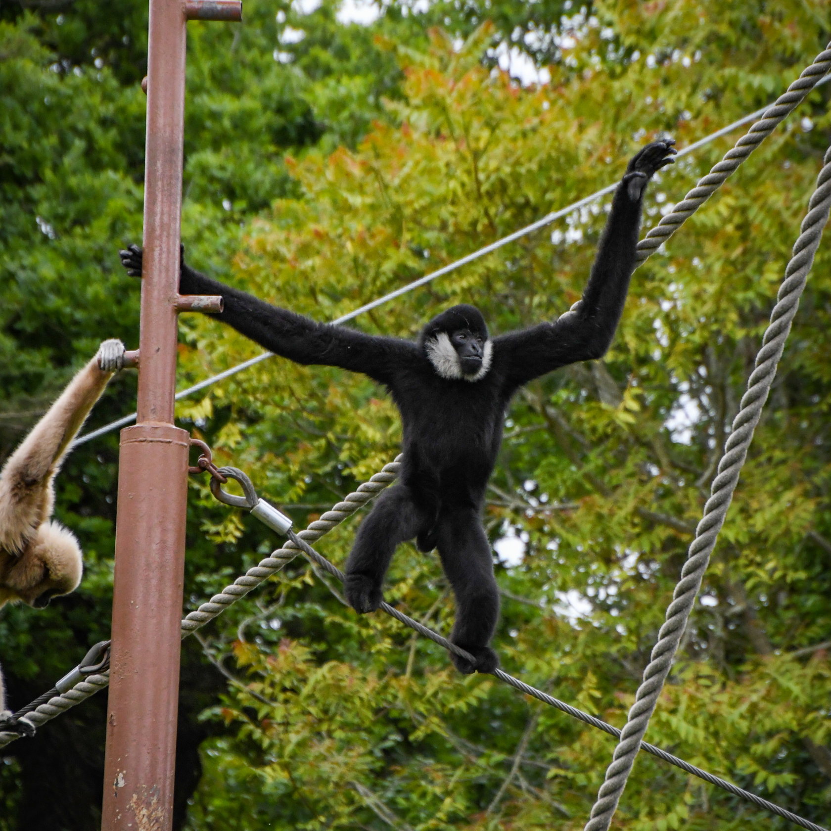 20220525 Genta Northern White Cheeked Gibbon Emma Caton 002