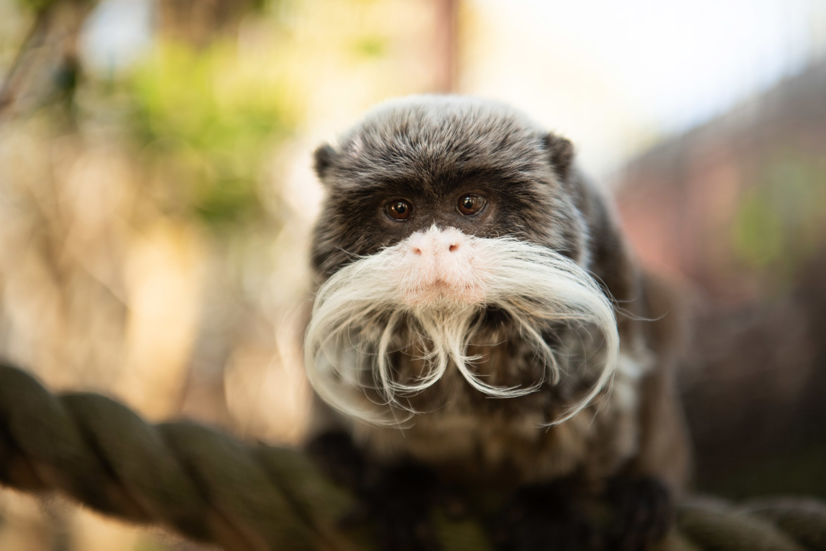 Emperor Tamarin 2021 02