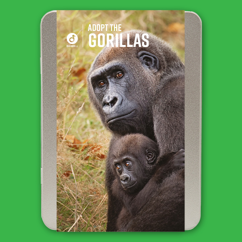 Dwct Adoptions Gorillas2