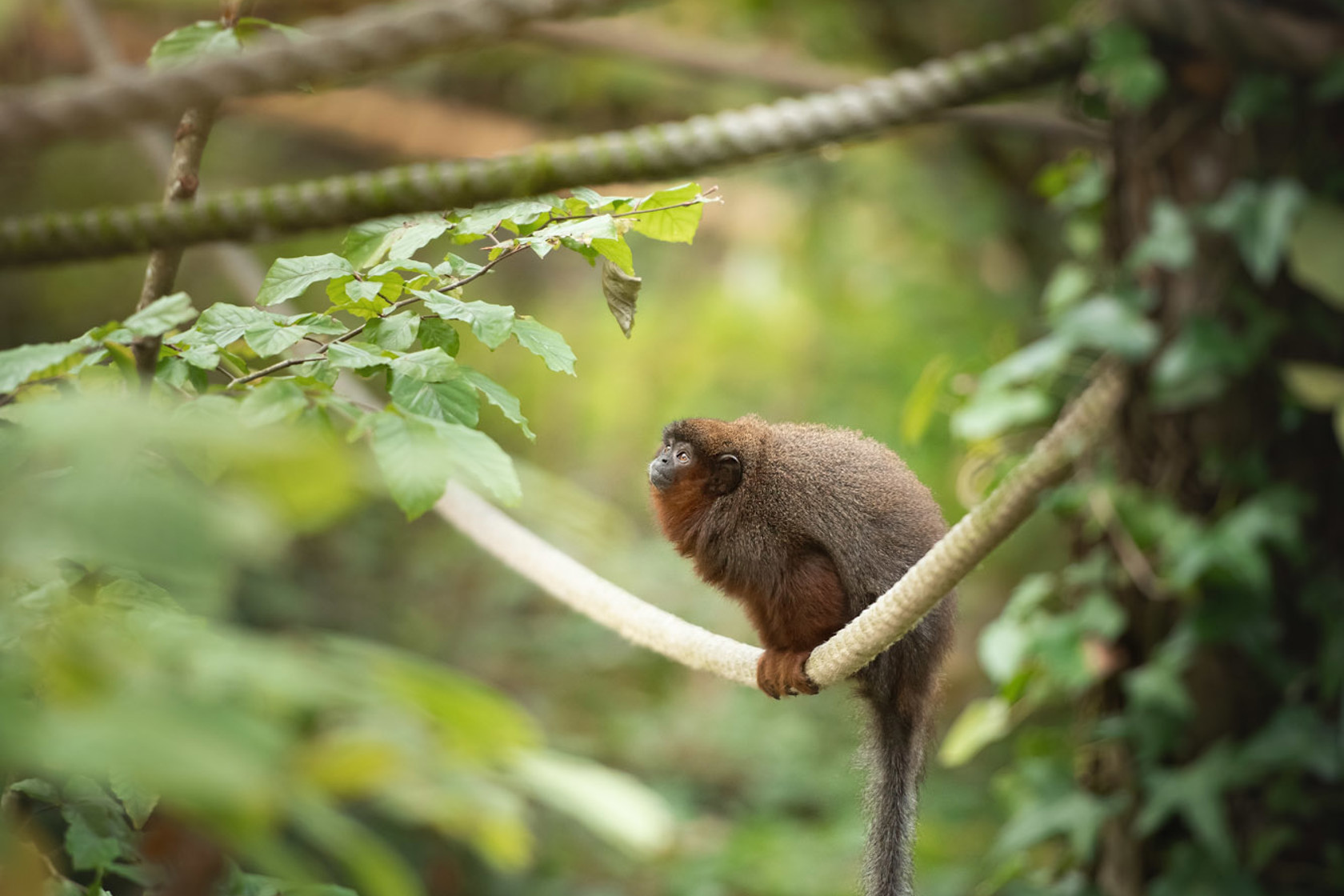 Coppery Titi Monkey 2021 02