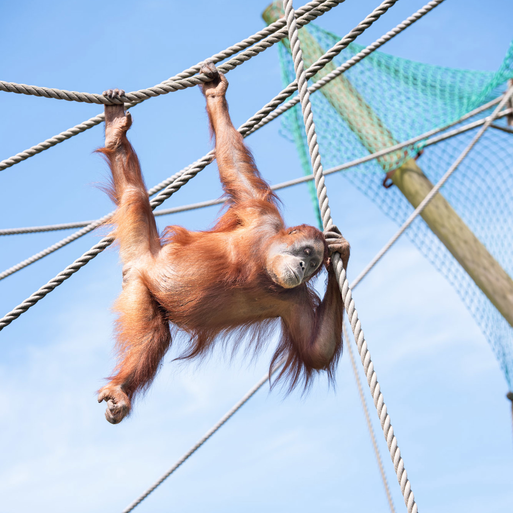 Sumatran Orangutan 2021 03