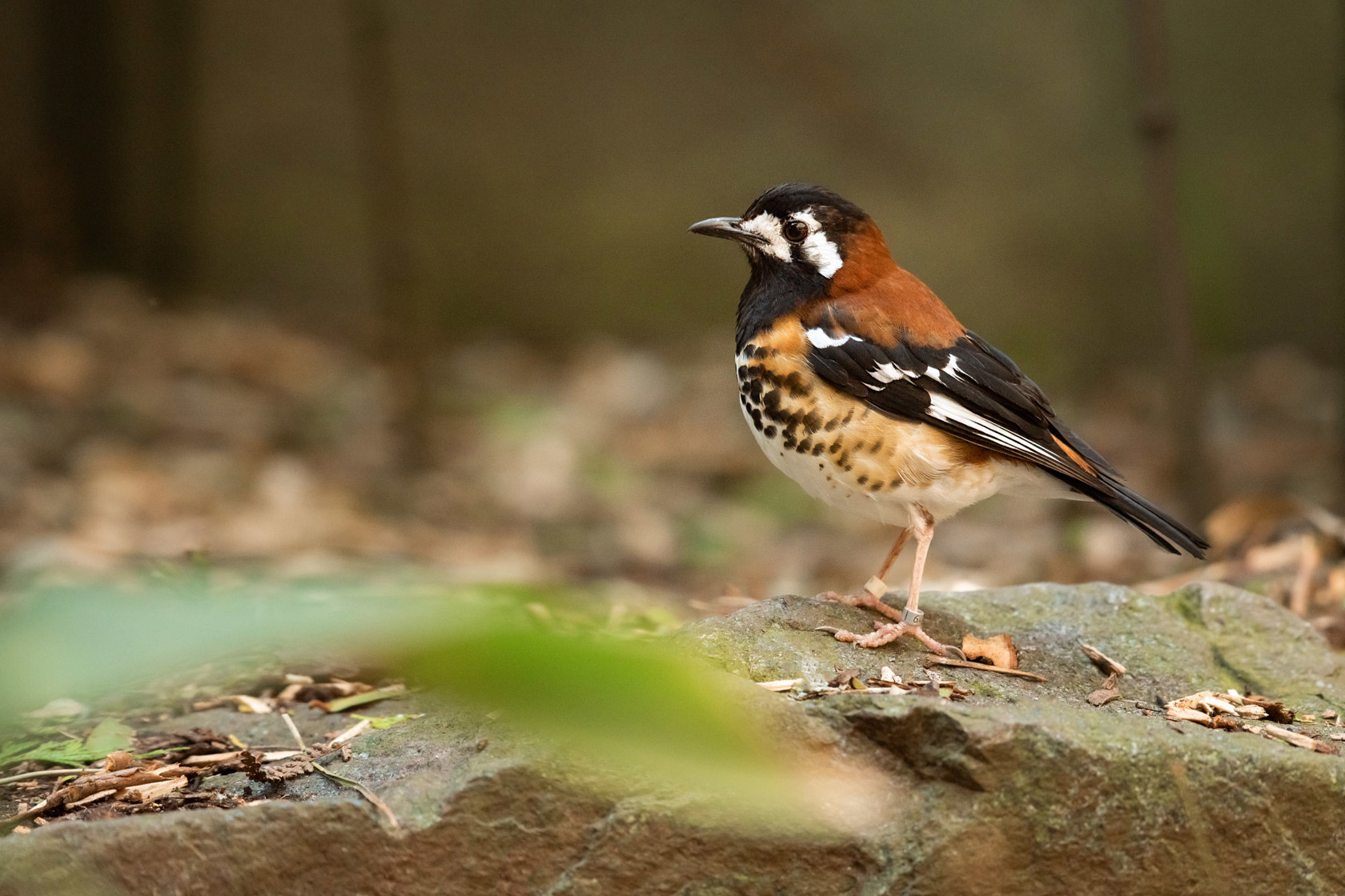 Chestnut Backed Thrush 2021 02