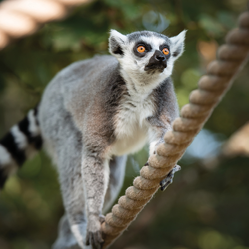 Dwct Adoptions Lemurs
