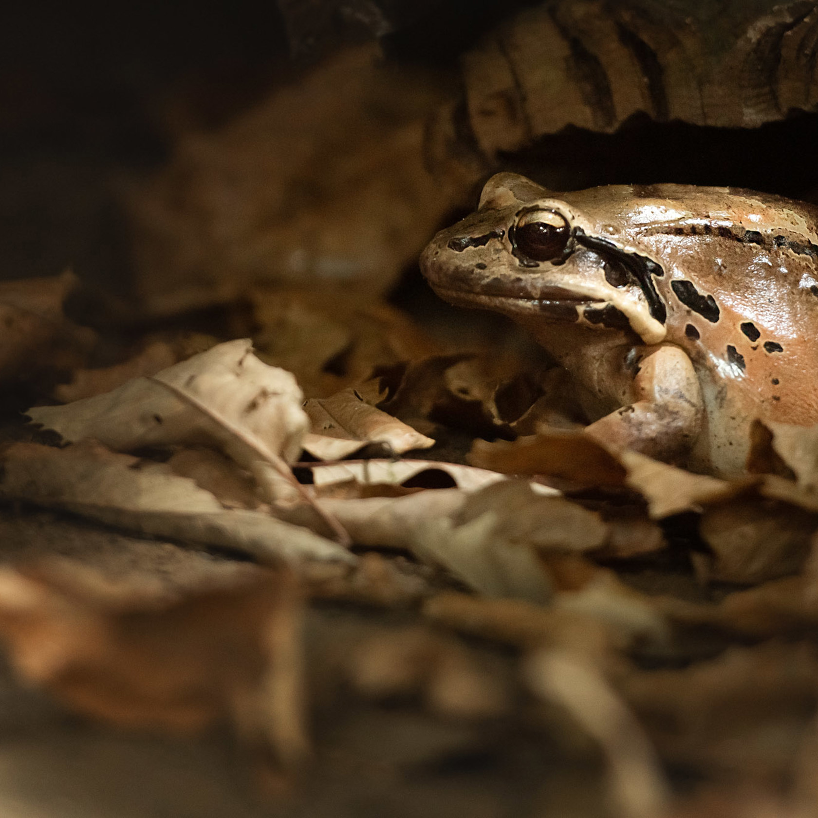 Mountain Chicken Frog 2021 05