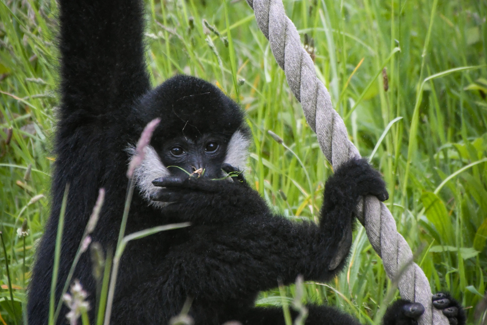 20220525 Genta Northern White Cheeked Gibbon Emma Caton 011