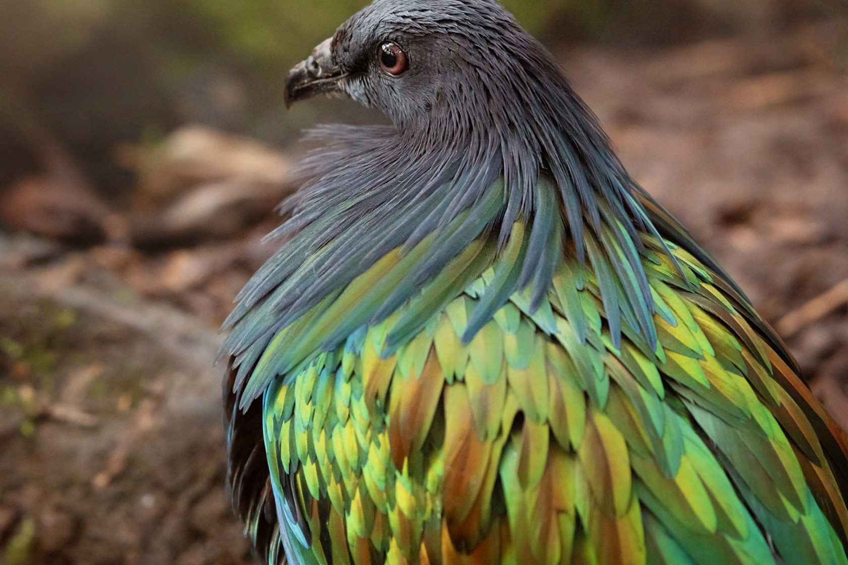 Nicobar Pigeon 2021 02