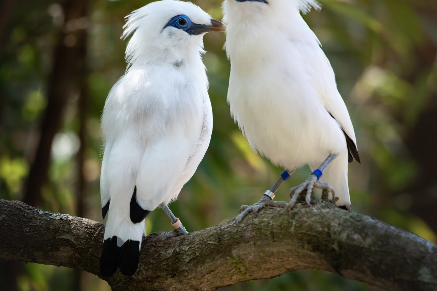 Bali Starling 2021 06