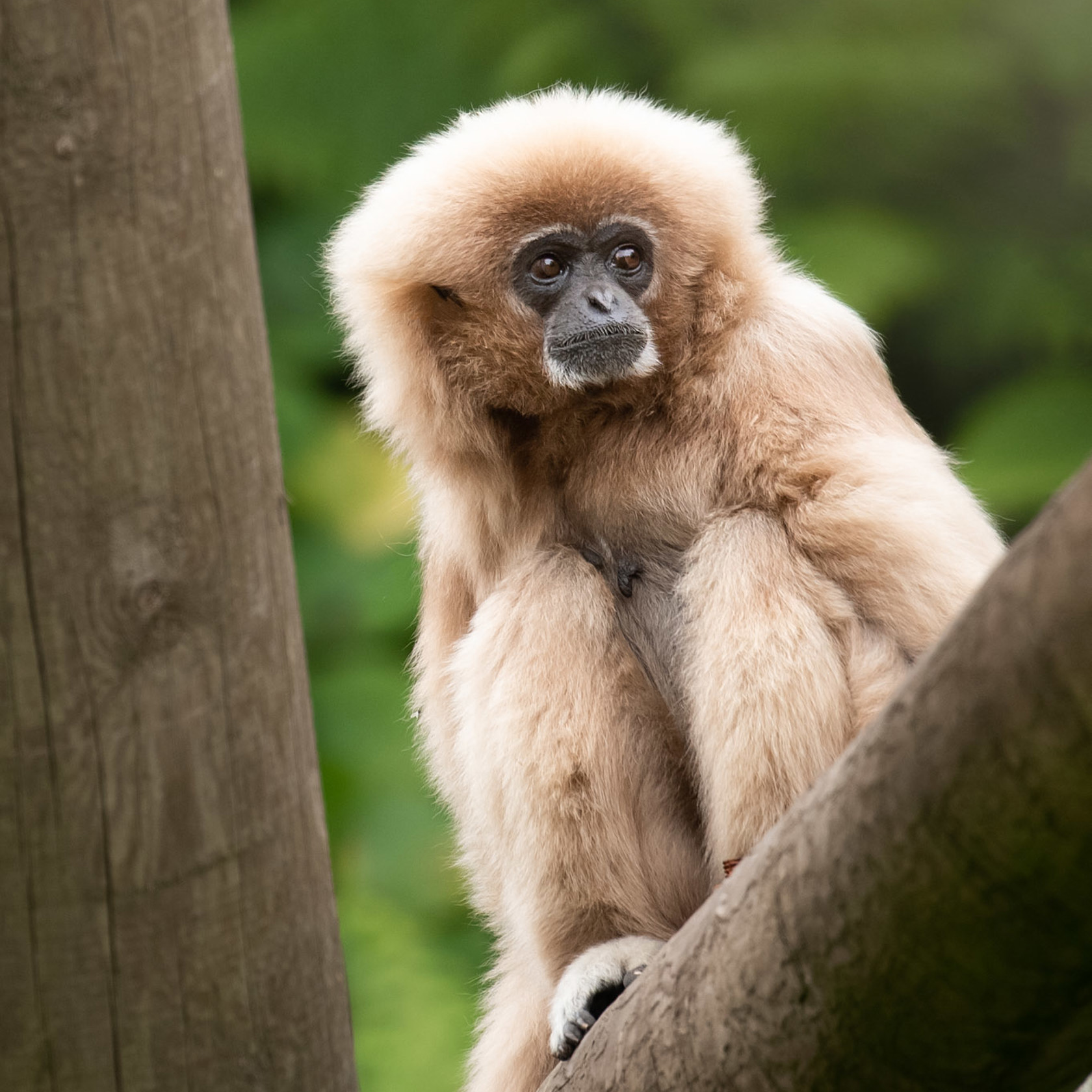 A white-handed gibbon perched on a log at Jersey Zoo