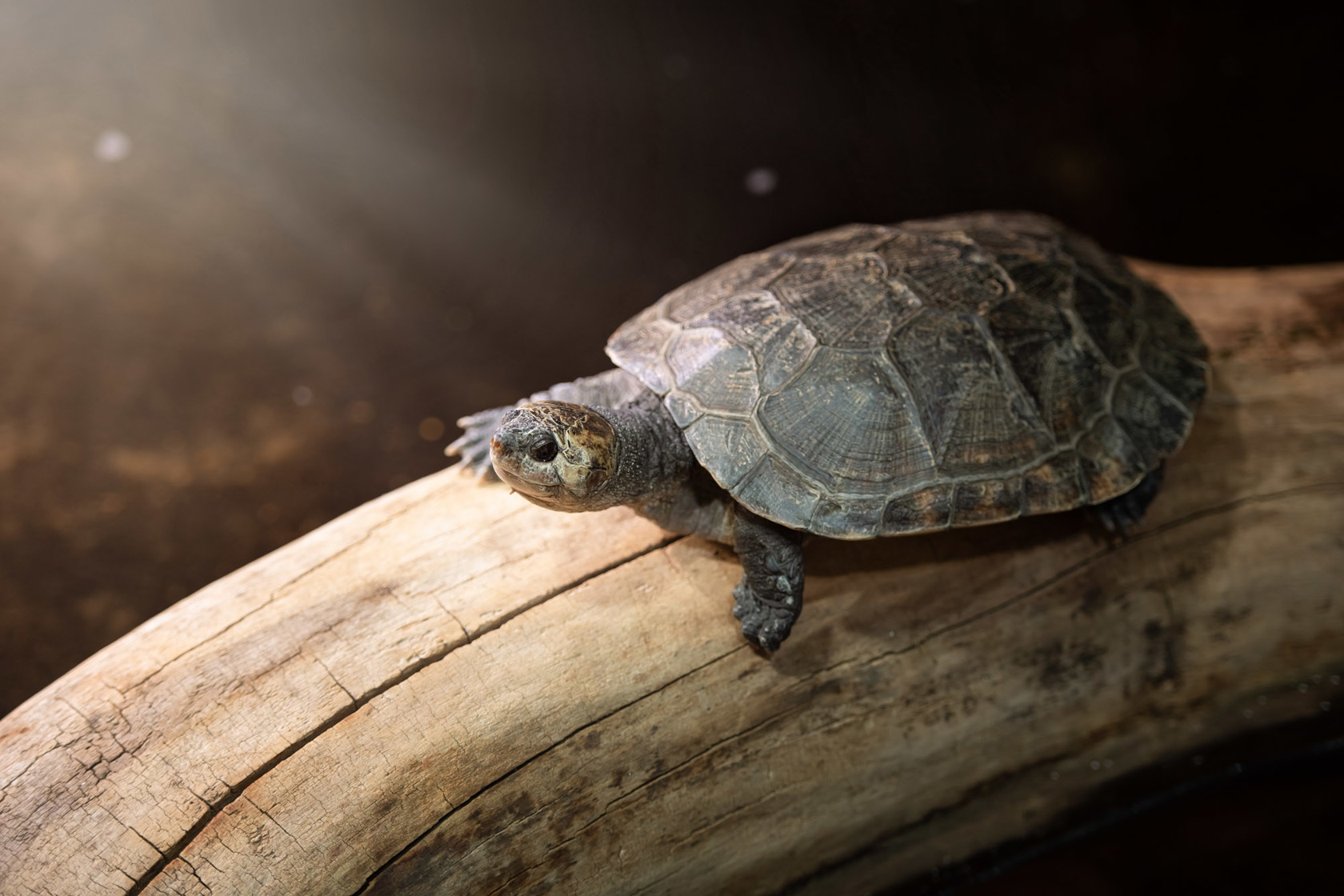 Madagascar Giant Side Necked Turtle 2021 03