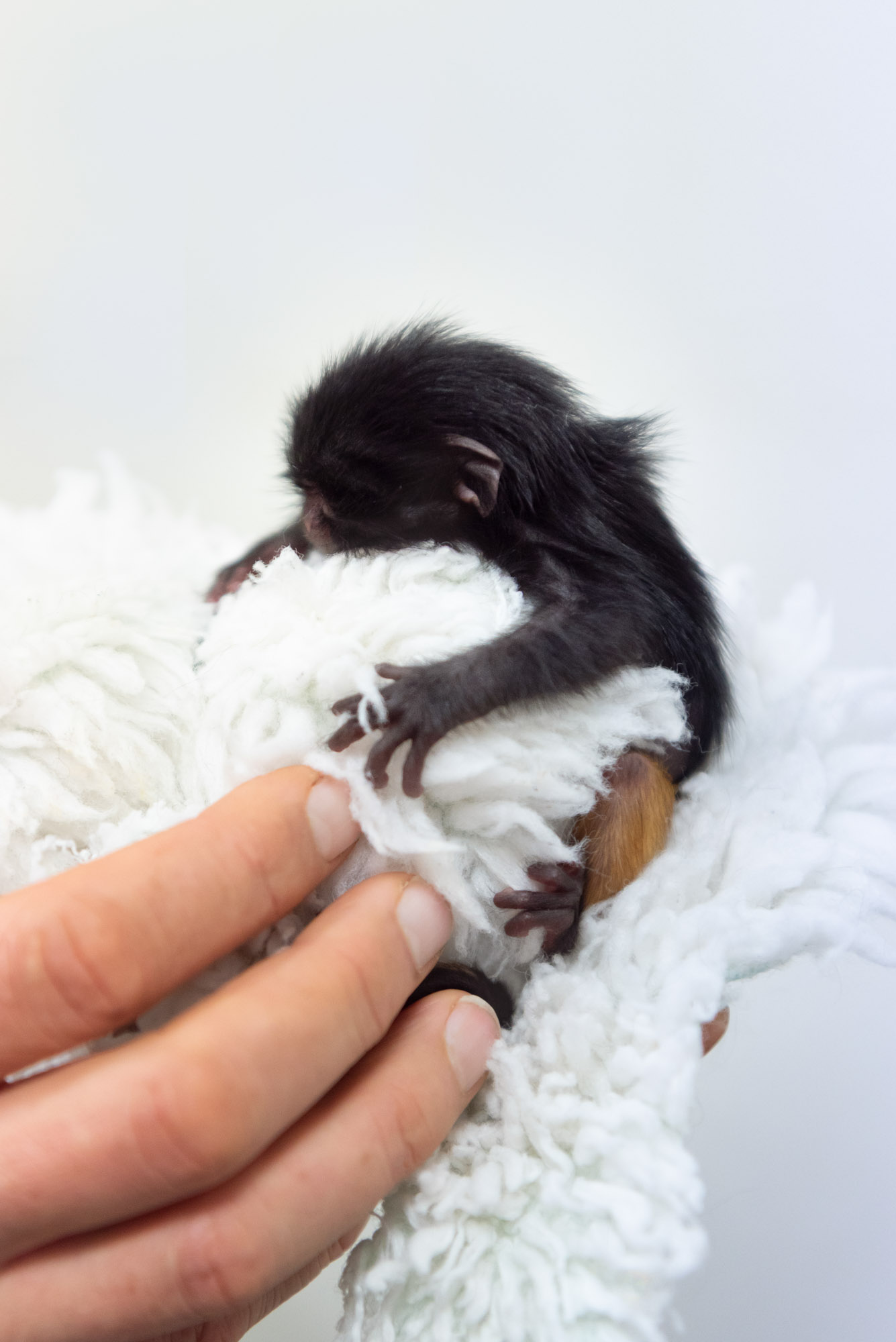 Baby black lion tamarain nestles in a soft blanket